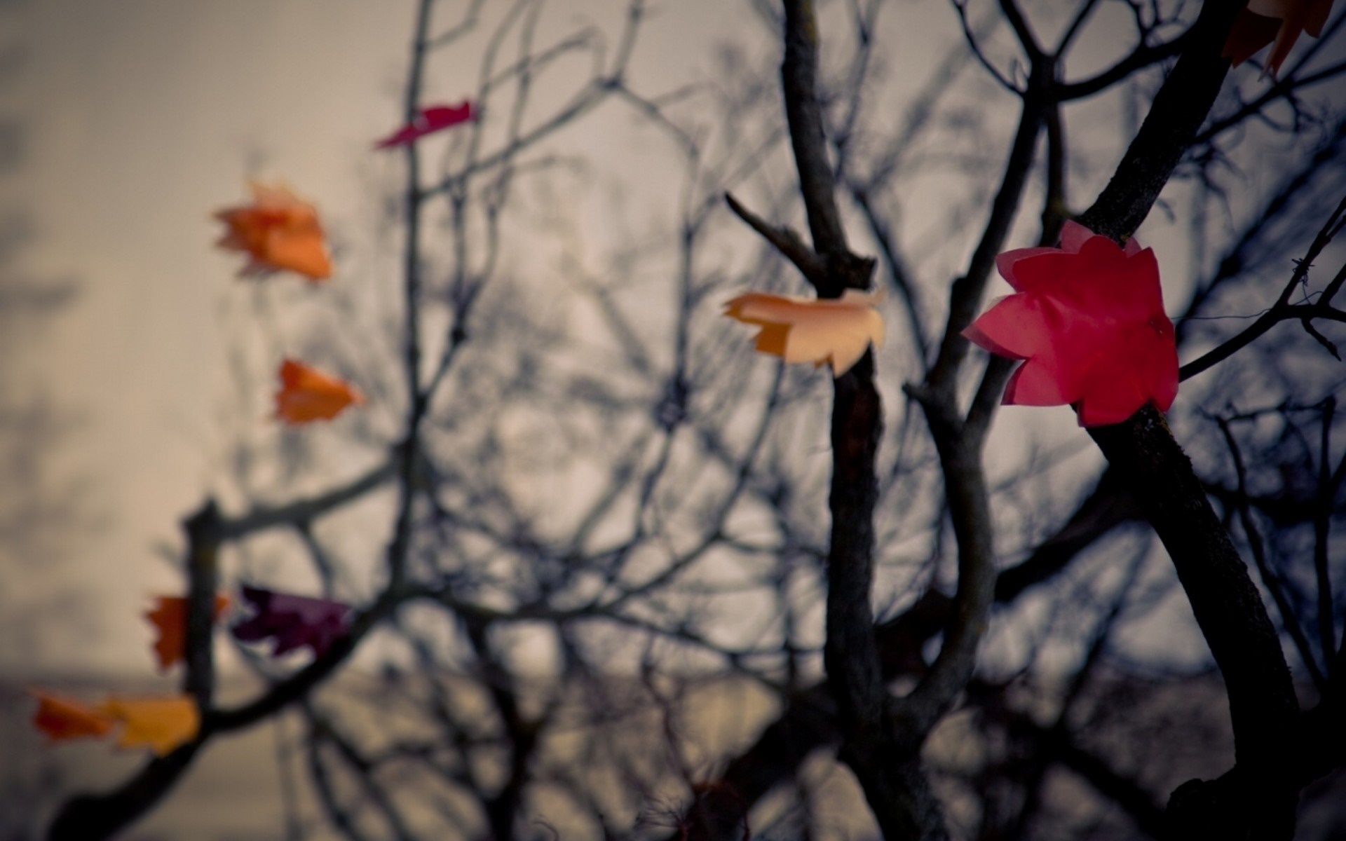 Paper flowers on a tree branch HD Wallpaper