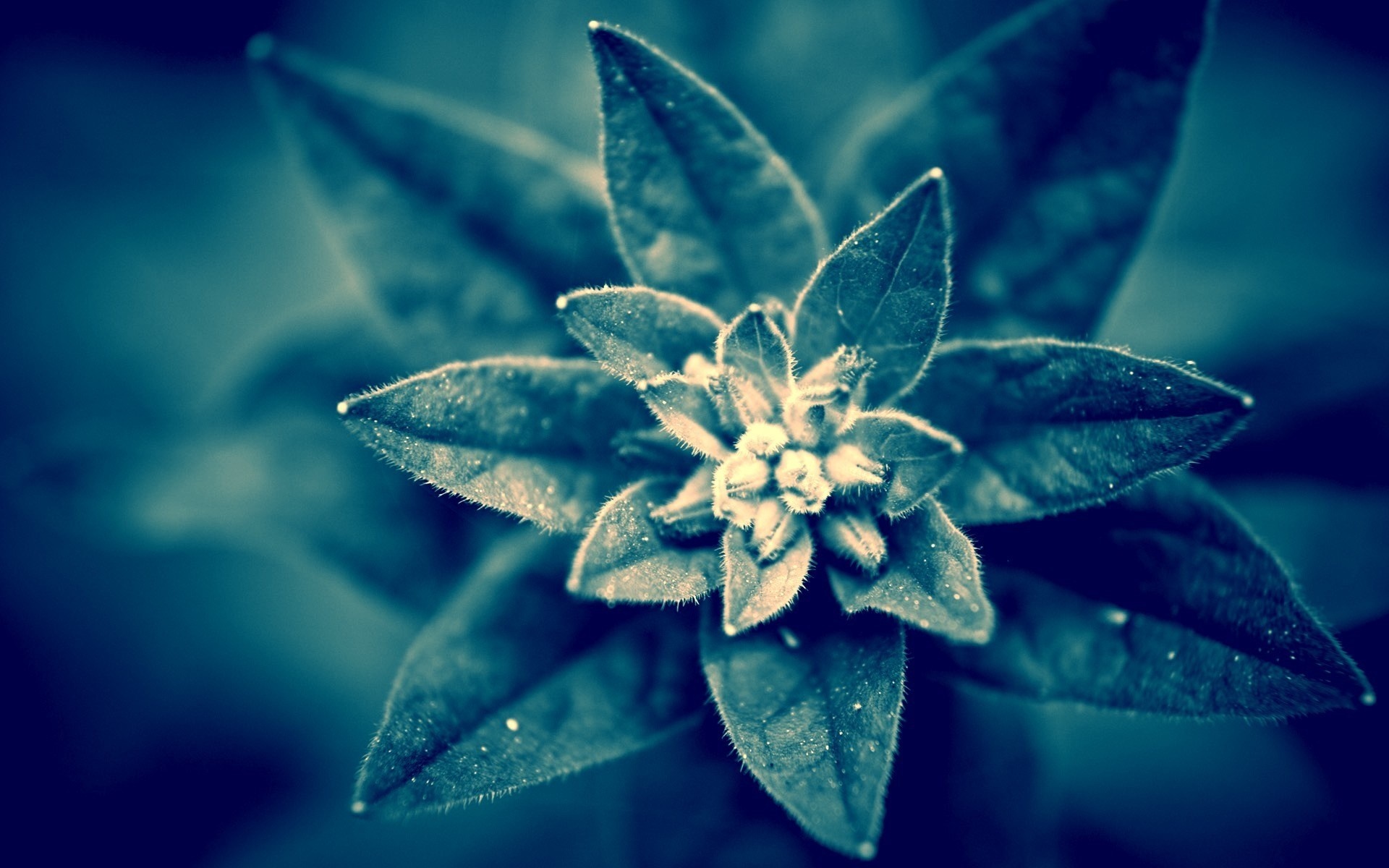 Close-up of a blue-tinted plant with star-shaped leaves HD Wallpaper