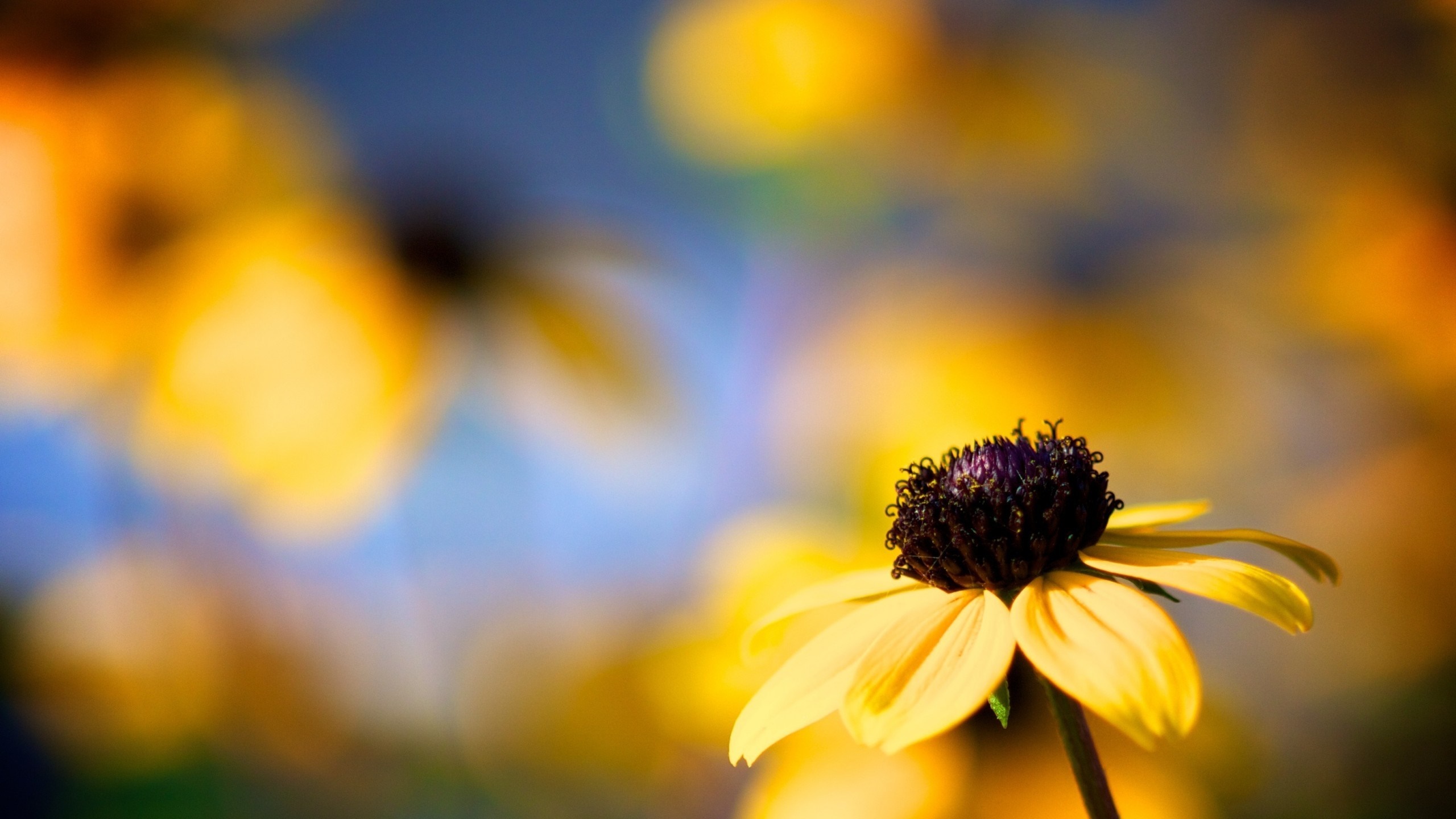Close-up of a yellow flower with a dark center HD Wallpaper