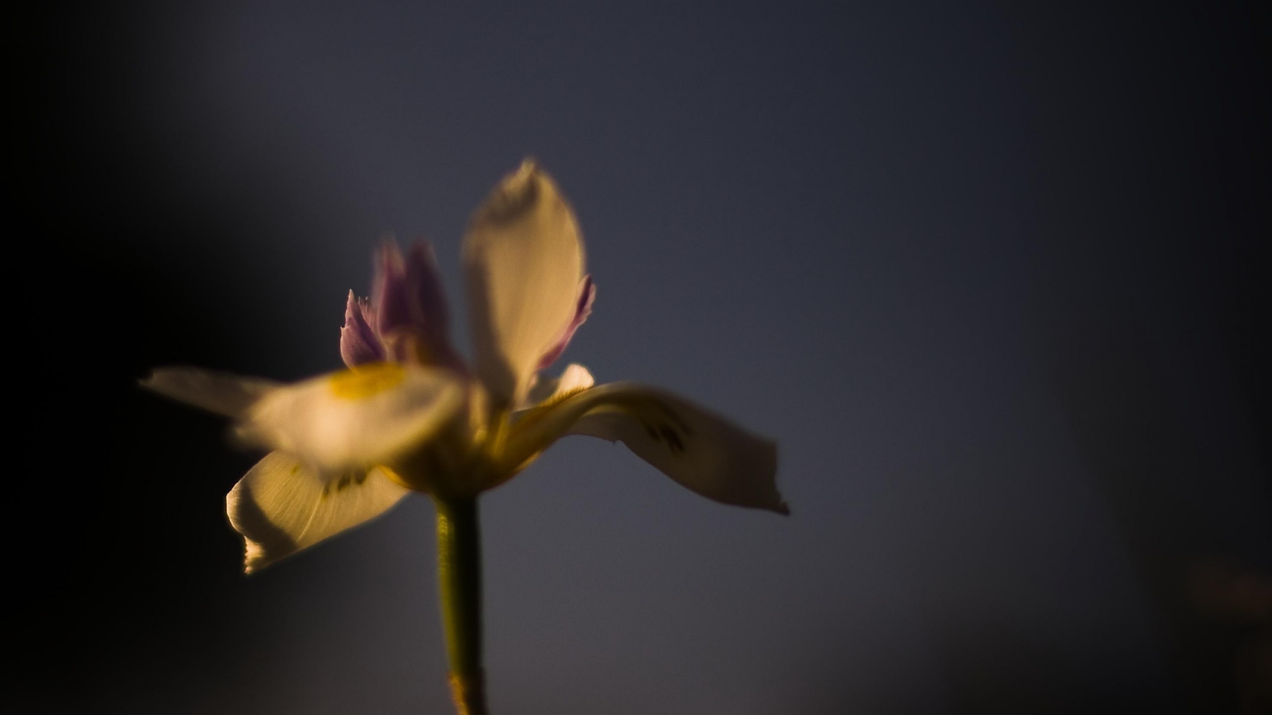 Close-up of a delicate white and purple flower with yellow center HD Wallpaper