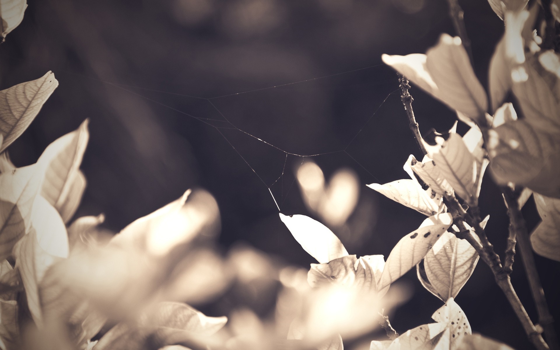 Spider web on a branch with leaves in sunlight HD Wallpaper