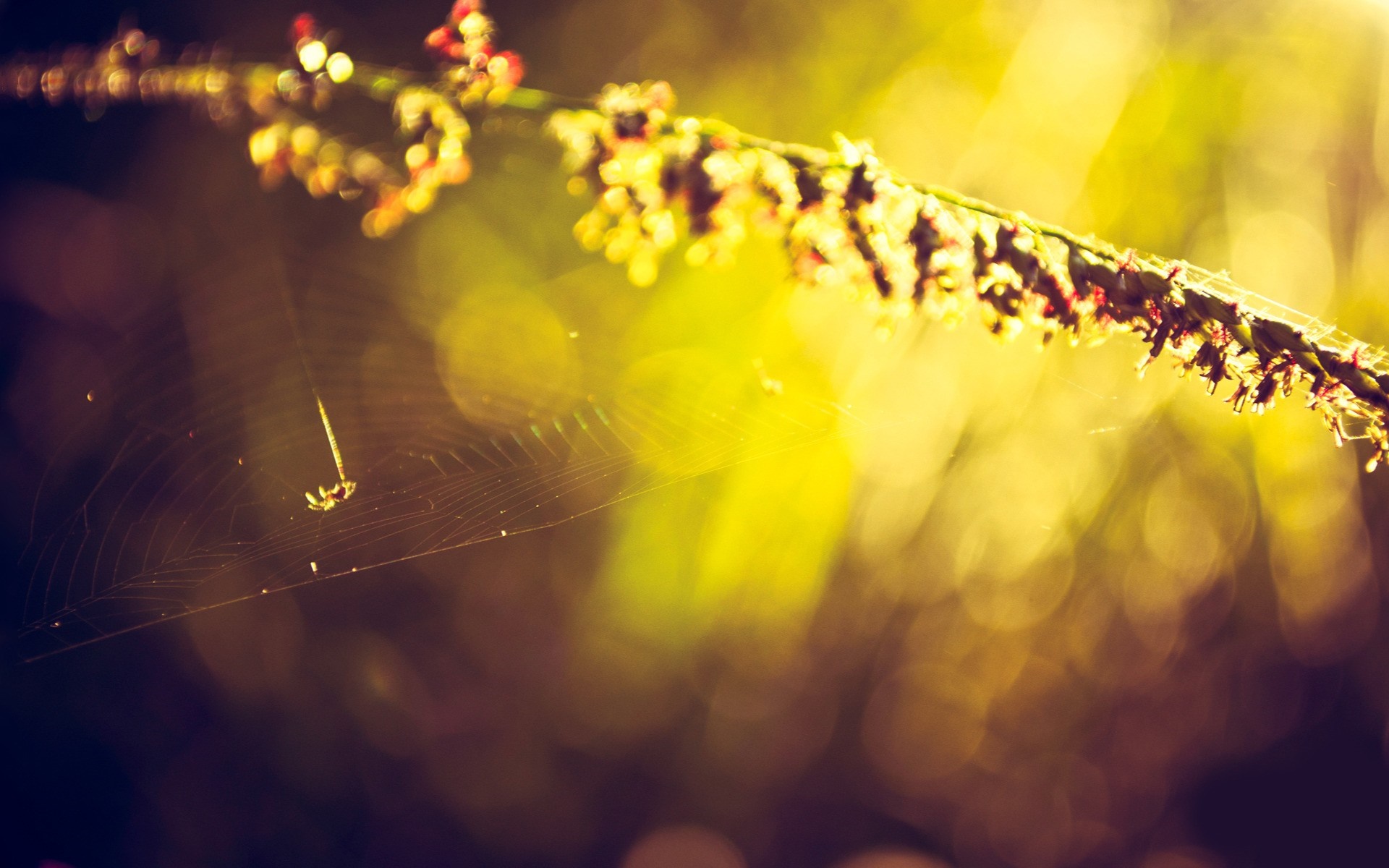 Spiderweb on a plant with sunlight and bokeh HD Wallpaper