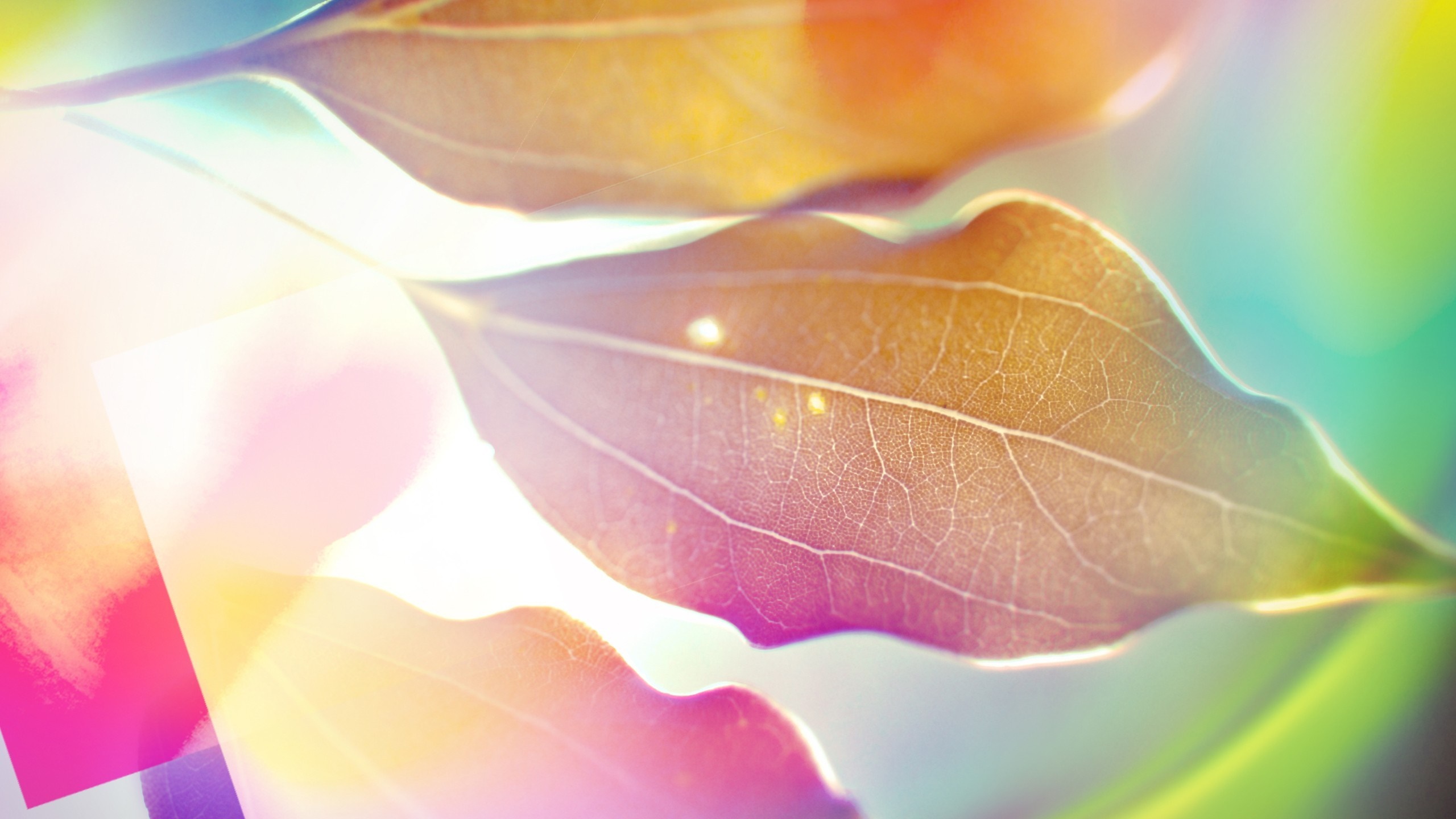 Close-up of translucent leaves with colorful light effects HD Wallpaper