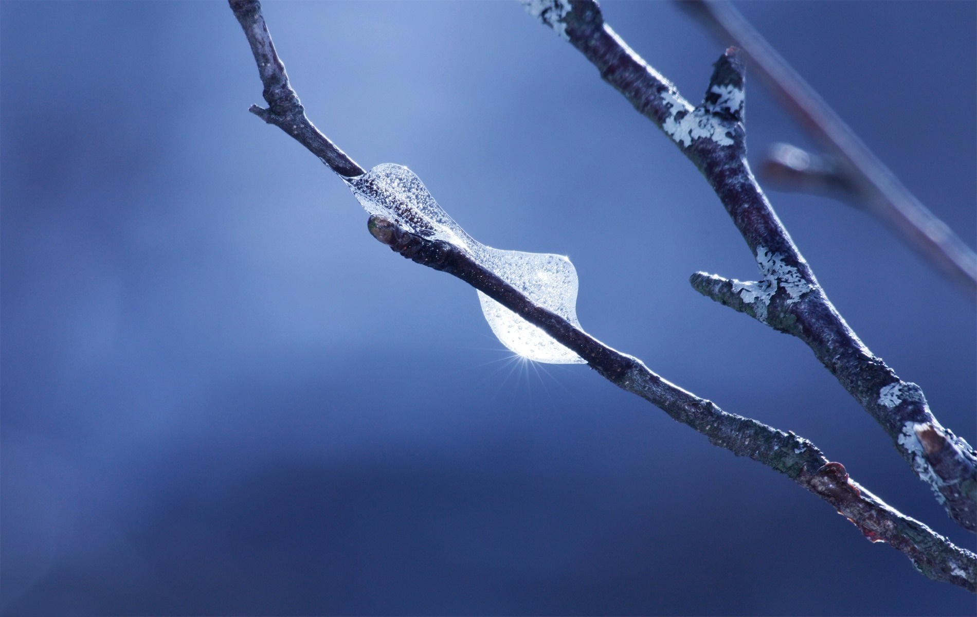 Close up of ice on a tree branch with blue background HD Wallpaper