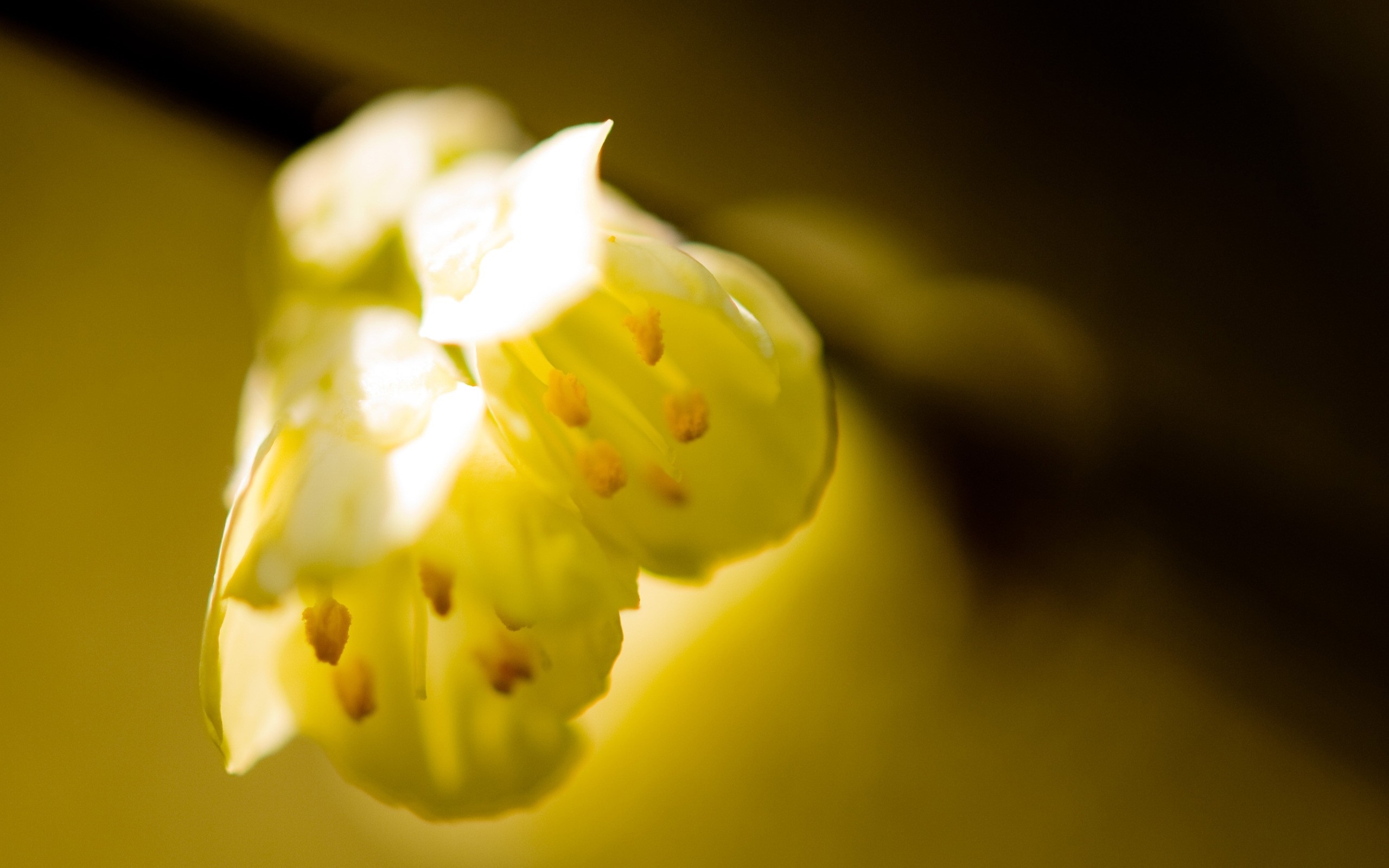 Close up of yellow flower with pollen HD Wallpaper