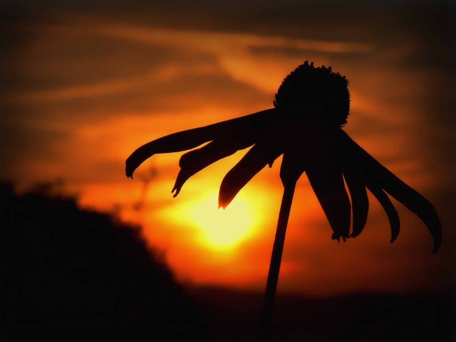 Silhouette of a flower against a sunset HD Wallpaper