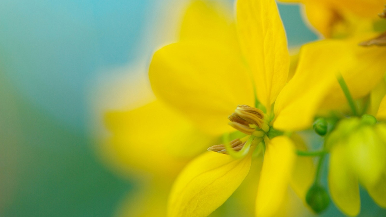Close-up of yellow flowers with blurred background HD Wallpaper