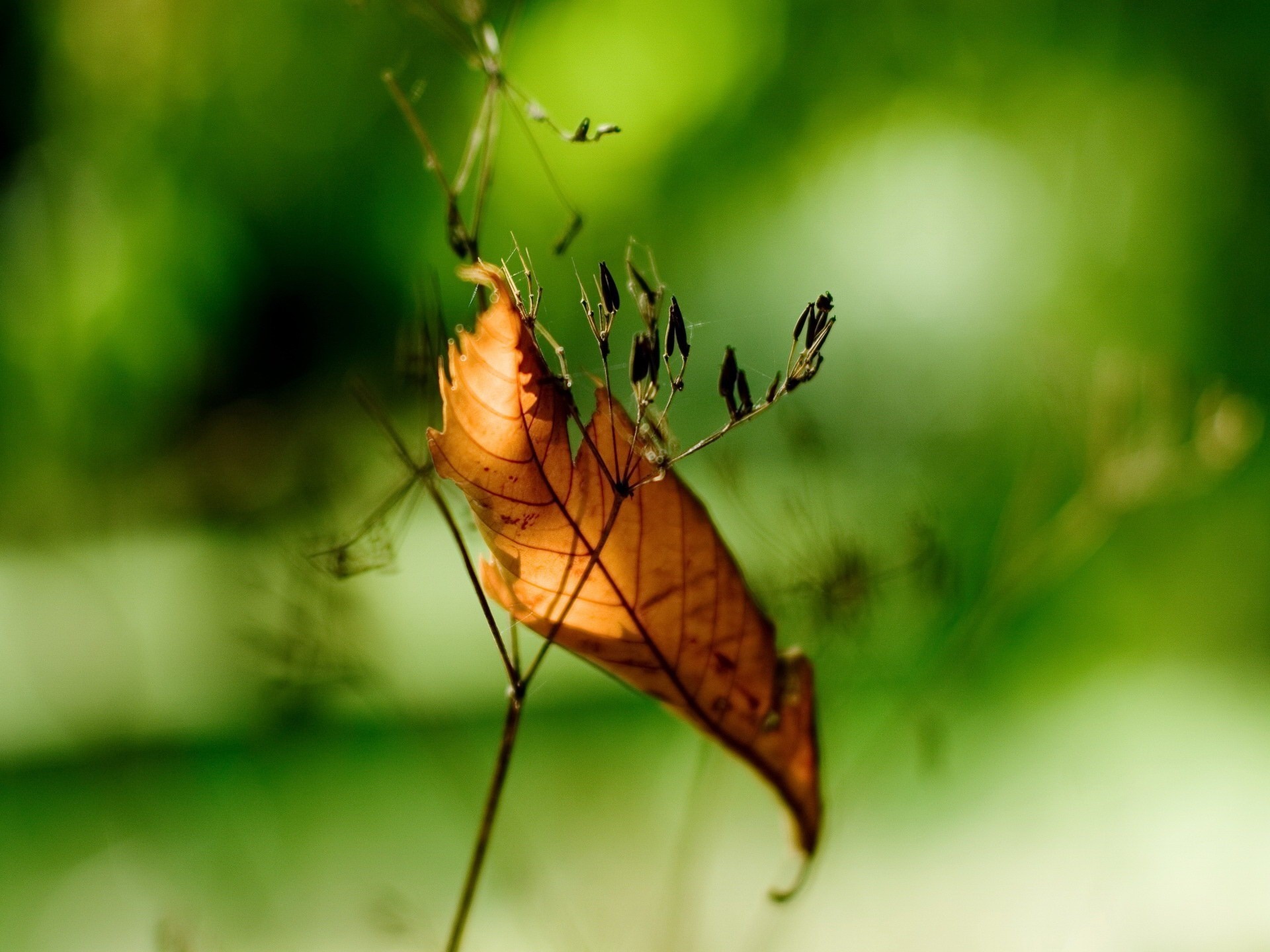 Close-up of a dry leaf on a plant stem with green bokeh background HD Wallpaper