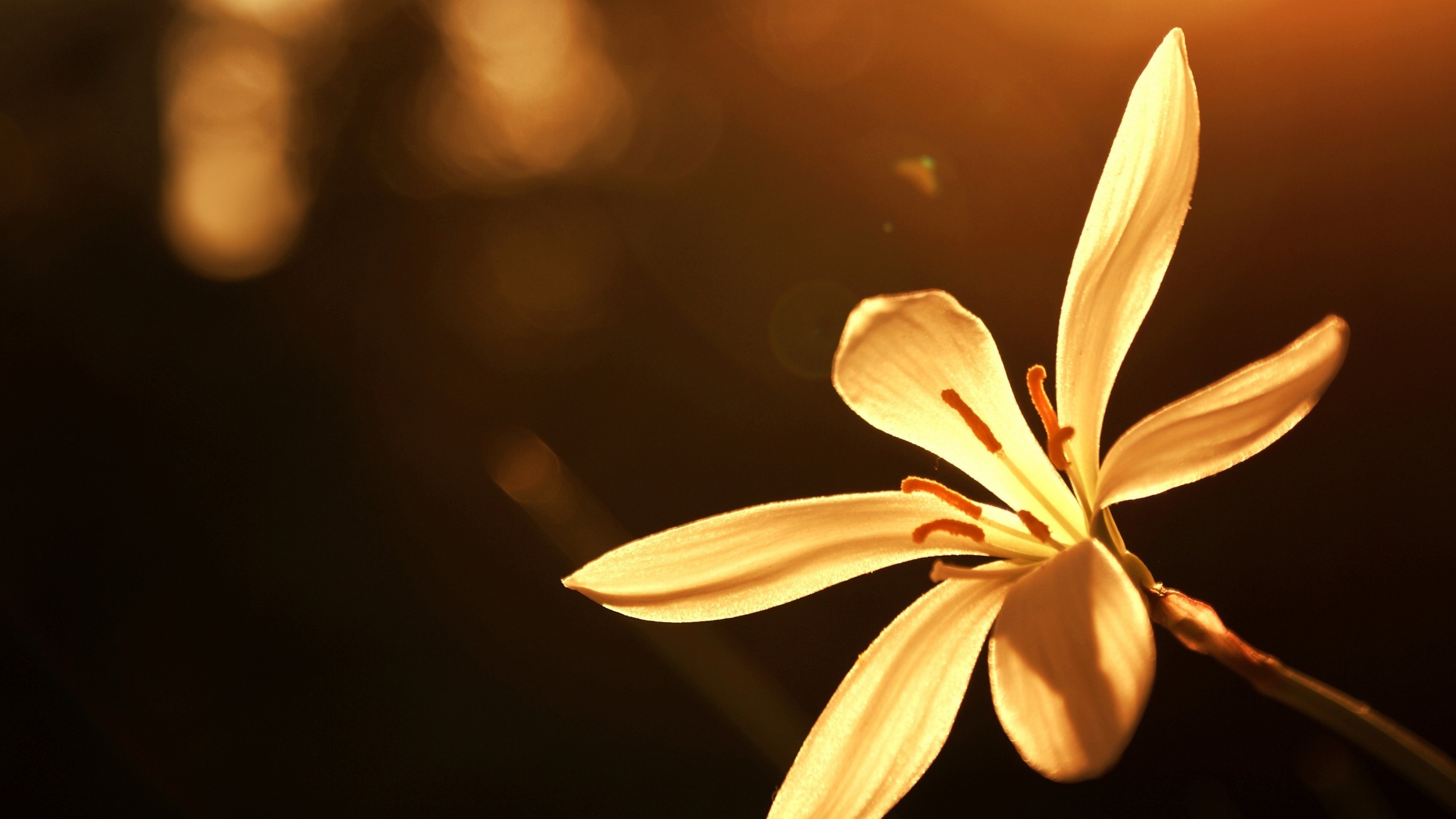Close-up of a yellow flower with sunlight HD Wallpaper