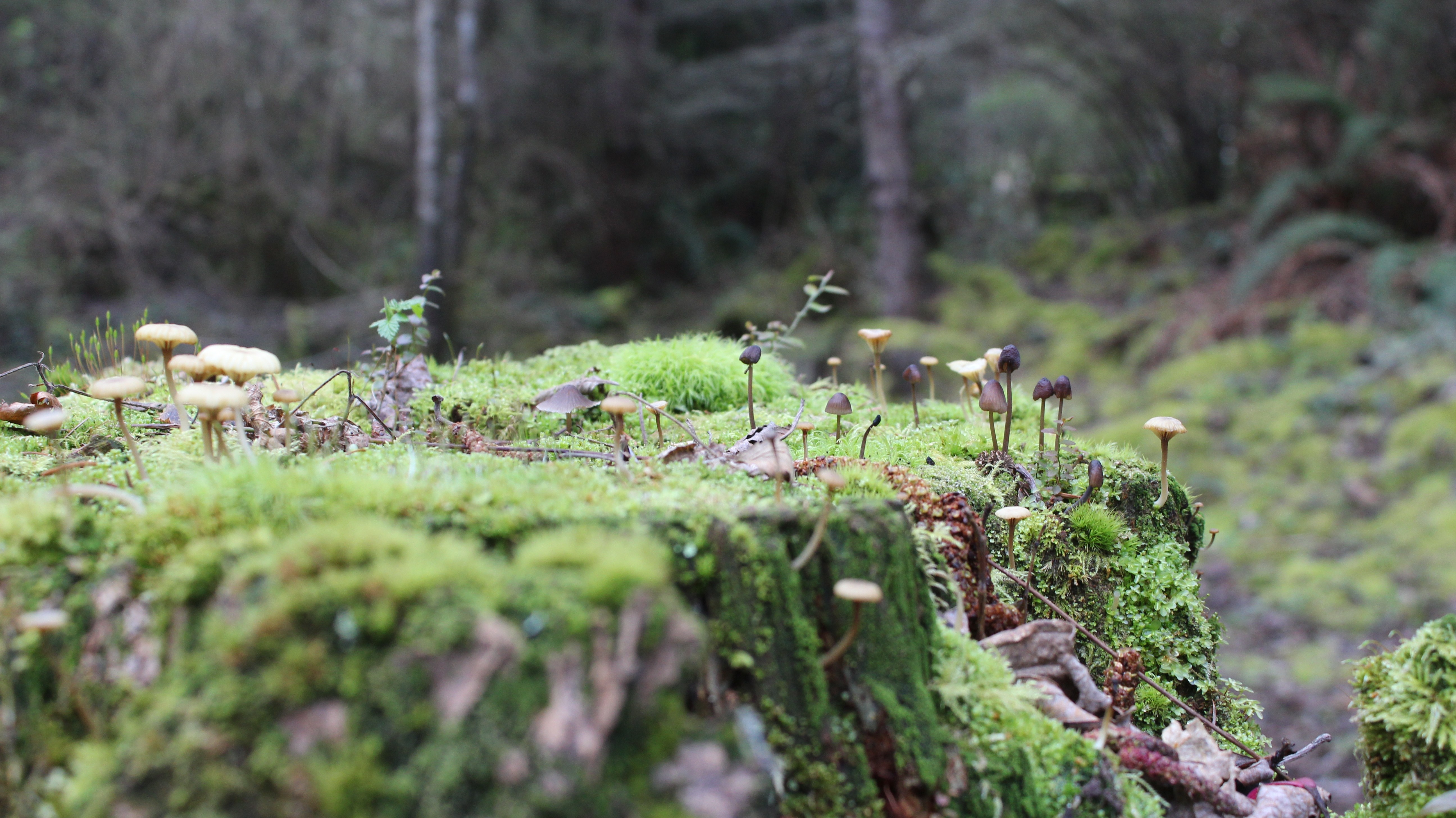 Mushrooms growing on a moss-covered tree stump in a forest HD Wallpaper