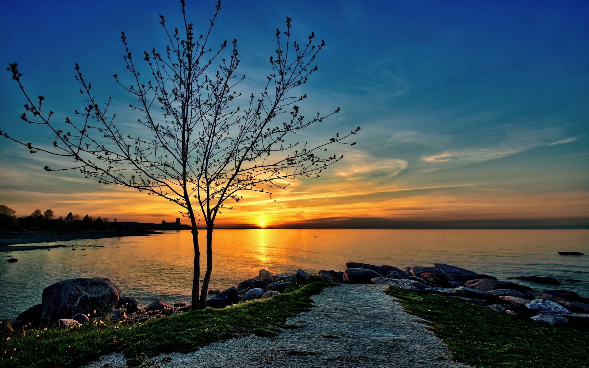 Tree silhouetted against a sunset over the ocean HD Wallpaper