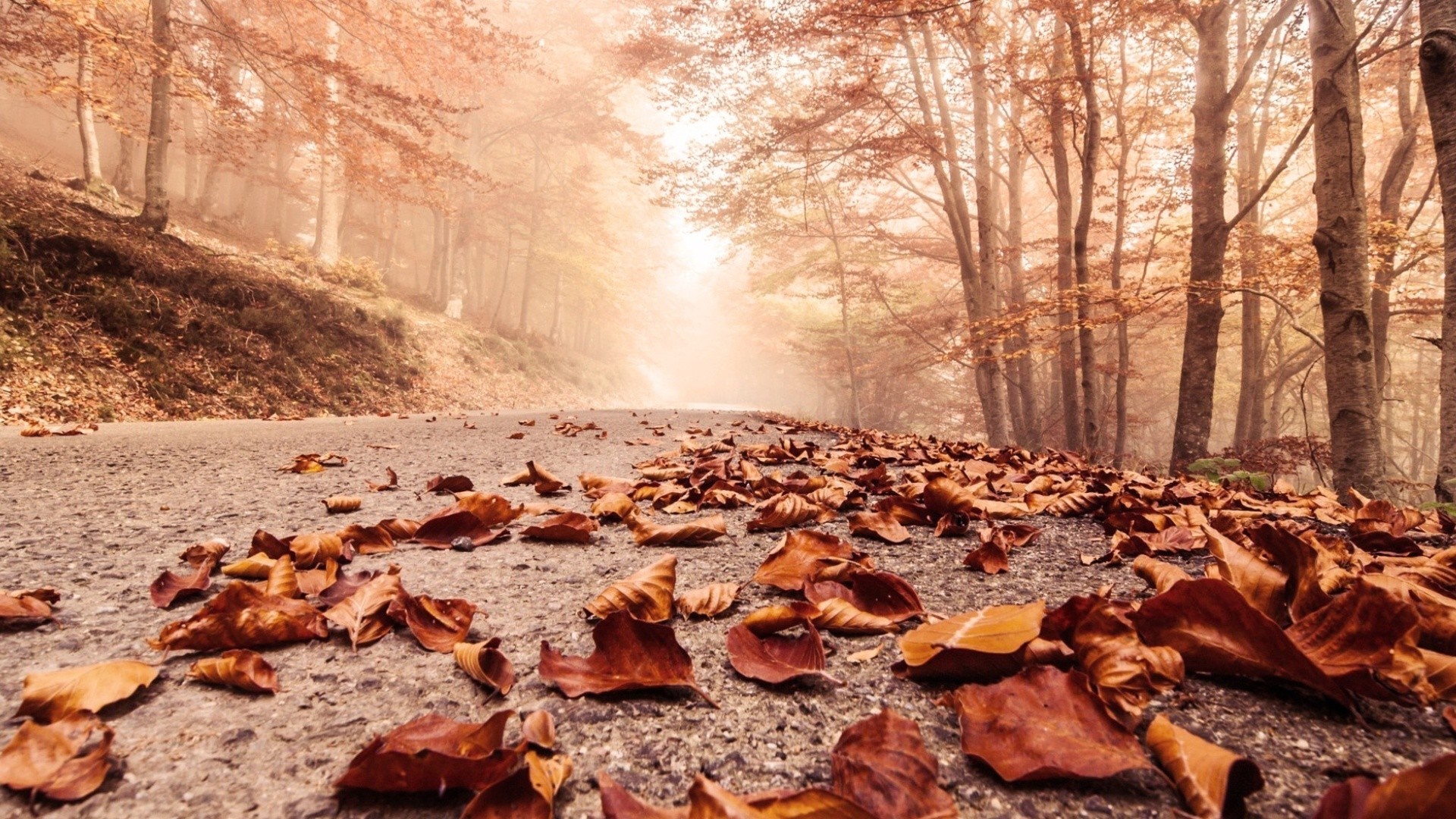 Autumn forest road covered in fallen leaves HD Wallpaper