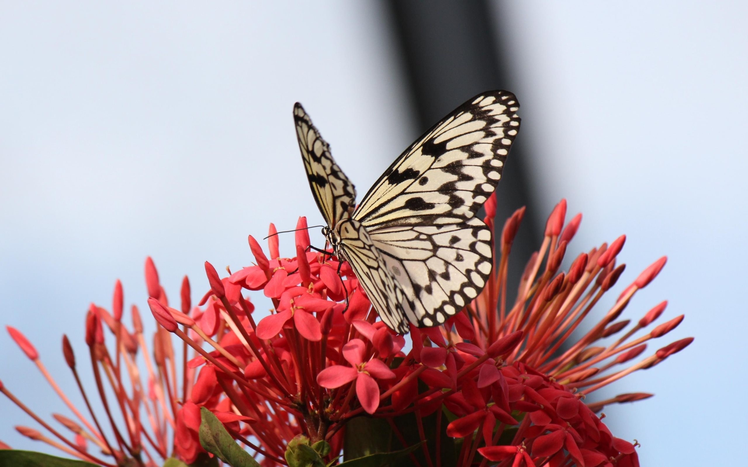 Butterfly on red flowers HD Wallpaper