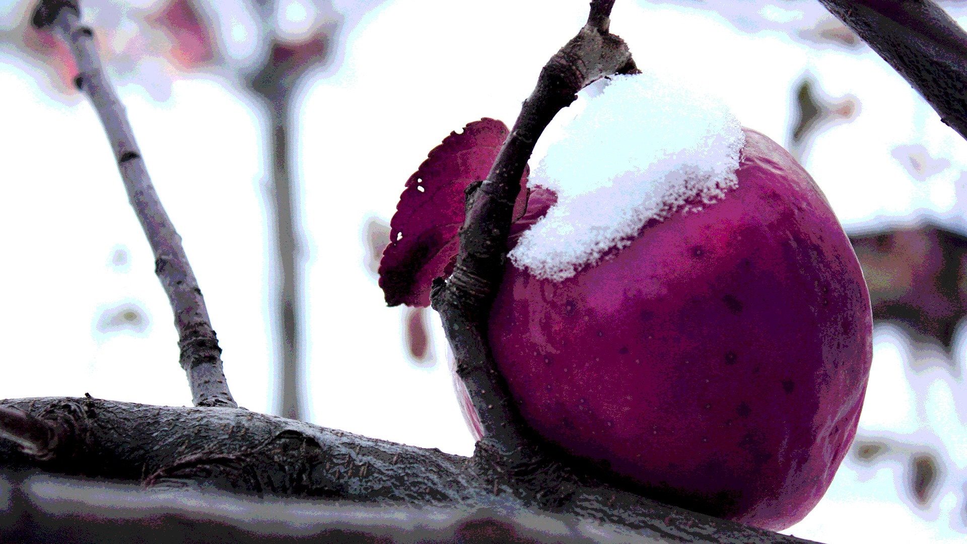 Purple fruit with snow on a tree branch in winter HD Wallpaper