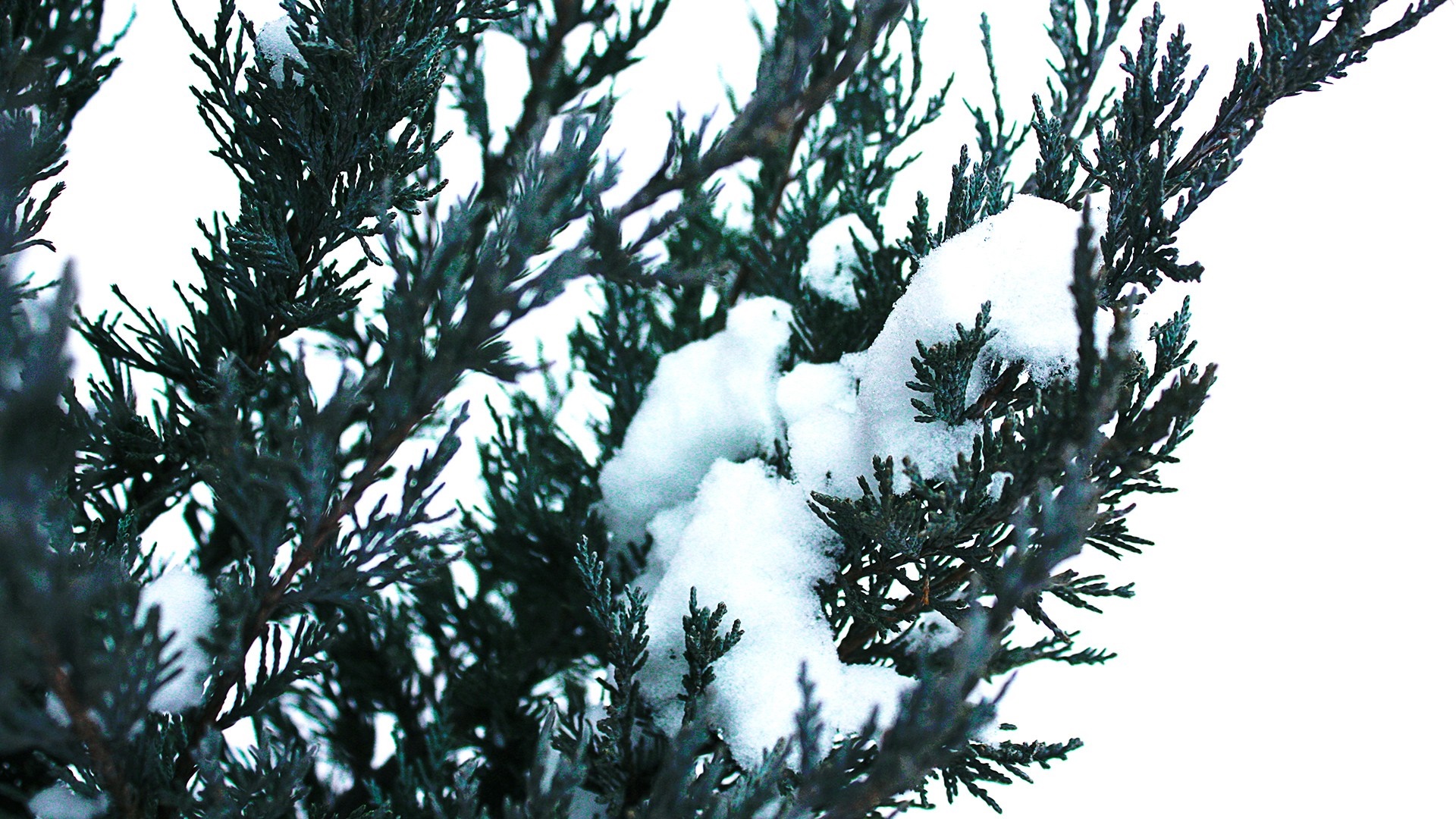 Close-up of a snow-covered evergreen branch HD Wallpaper