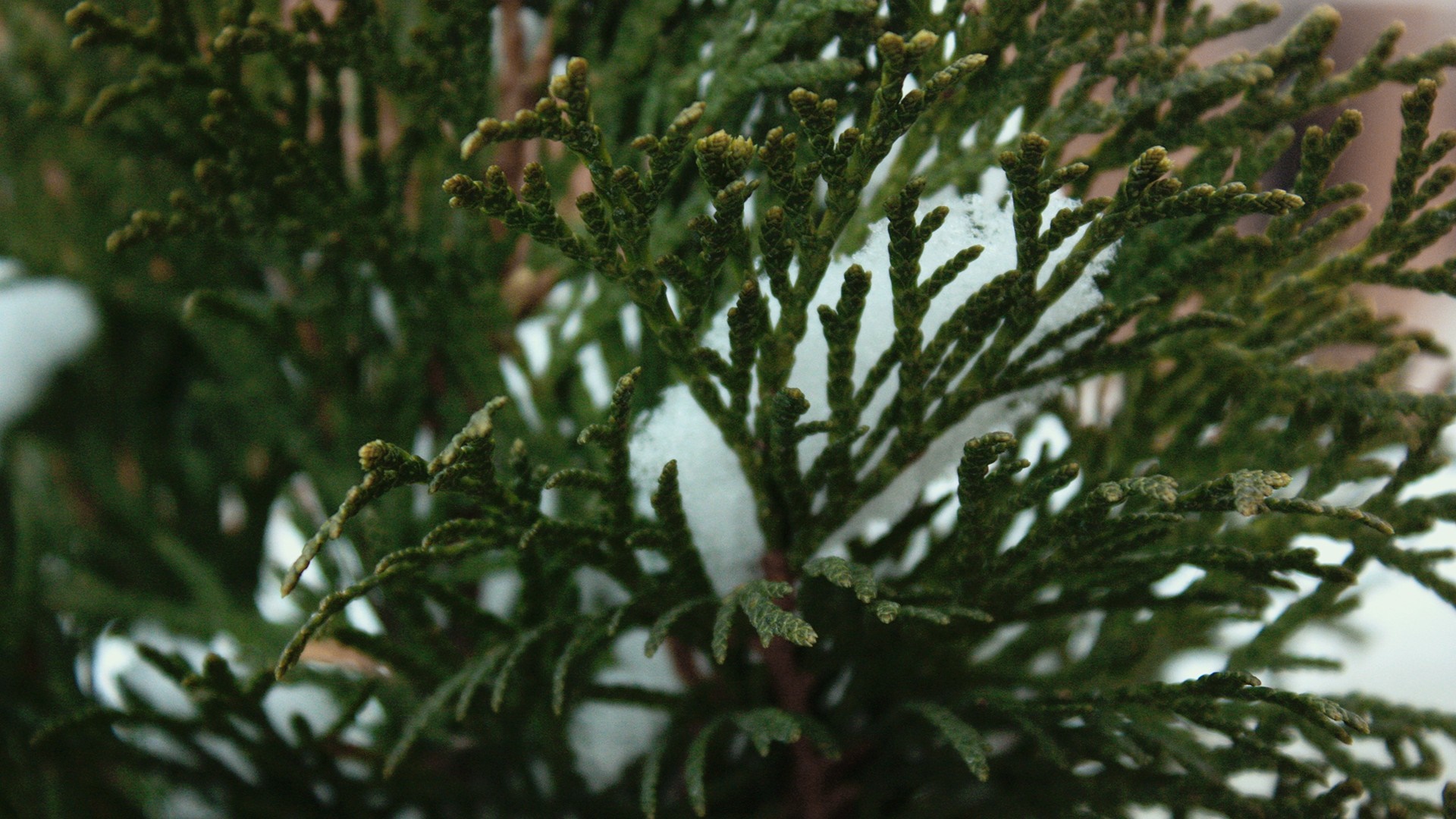 Close-up of evergreen branches with snow HD Wallpaper