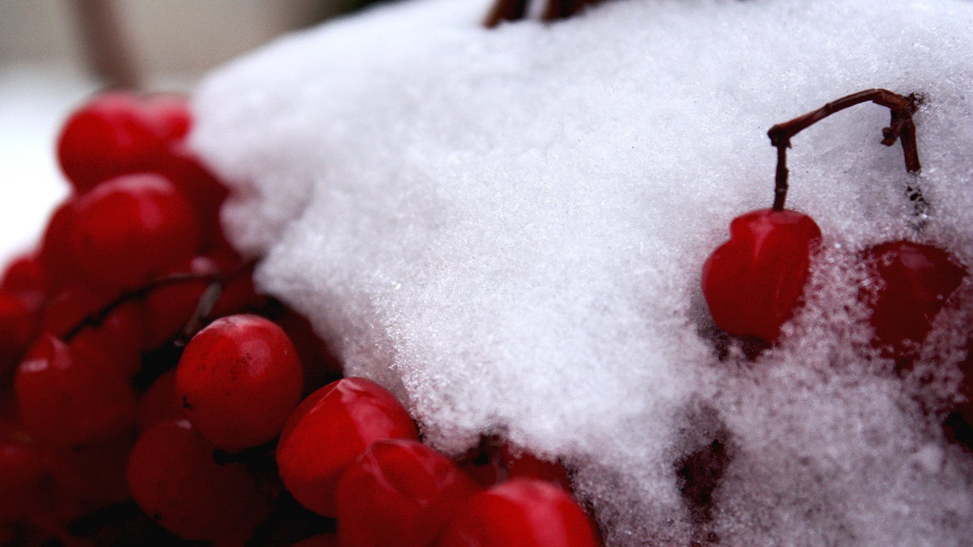 Red berries covered in snow HD Wallpaper