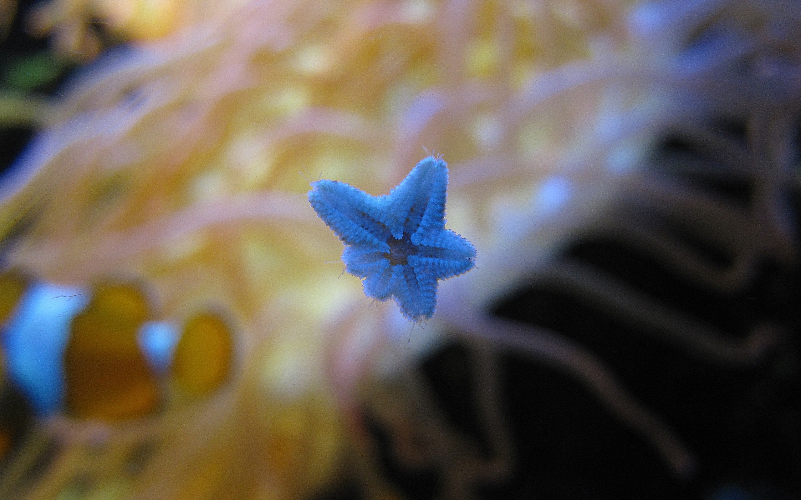 Blue starfish in front of anemone and clownfish HD Wallpaper
