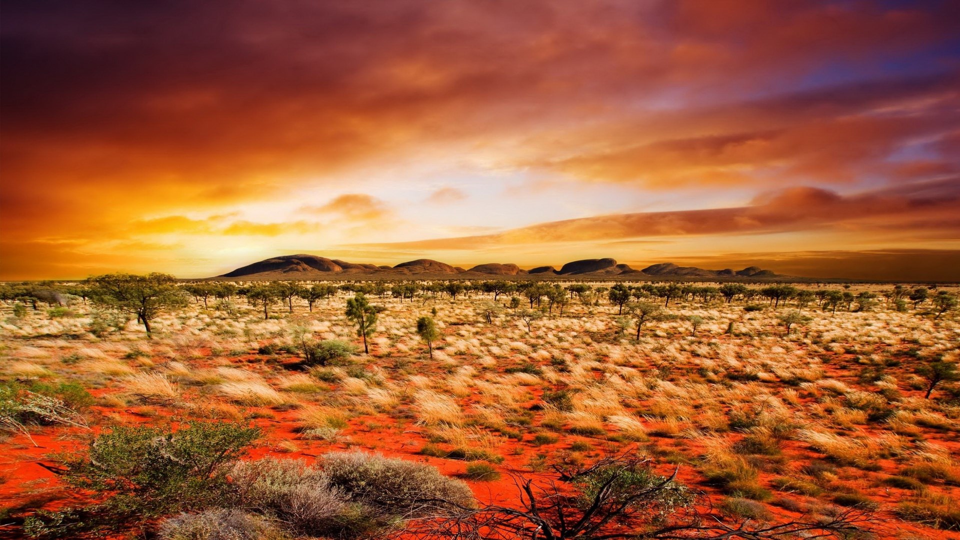 Desert landscape with acacia trees and mountains at sunset HD Wallpaper