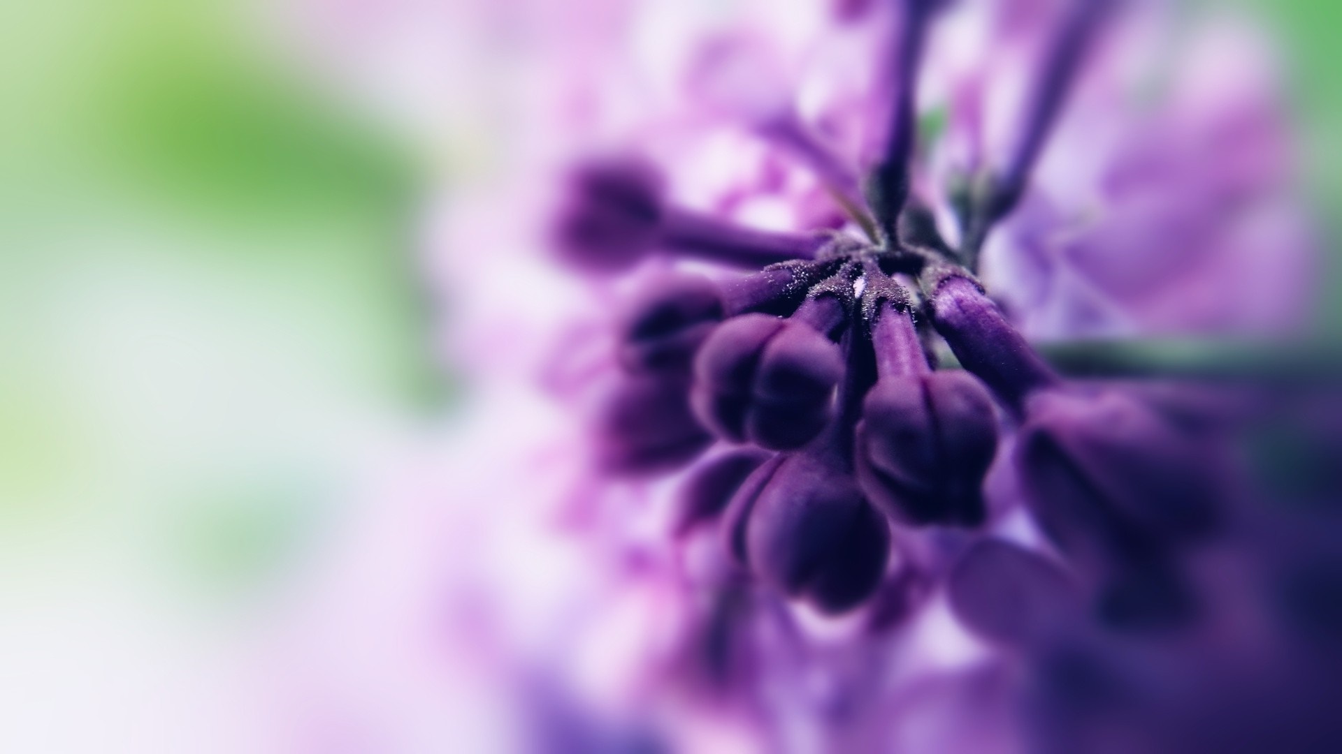 Close-up of purple lilac buds with blurred green and pink background HD Wallpaper