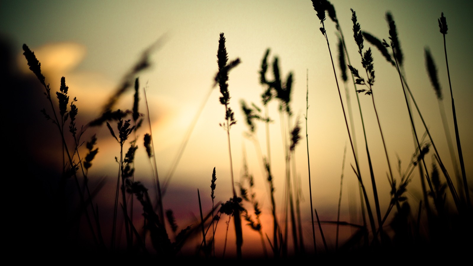 Silhouette of grass against a sunset sky HD Wallpaper