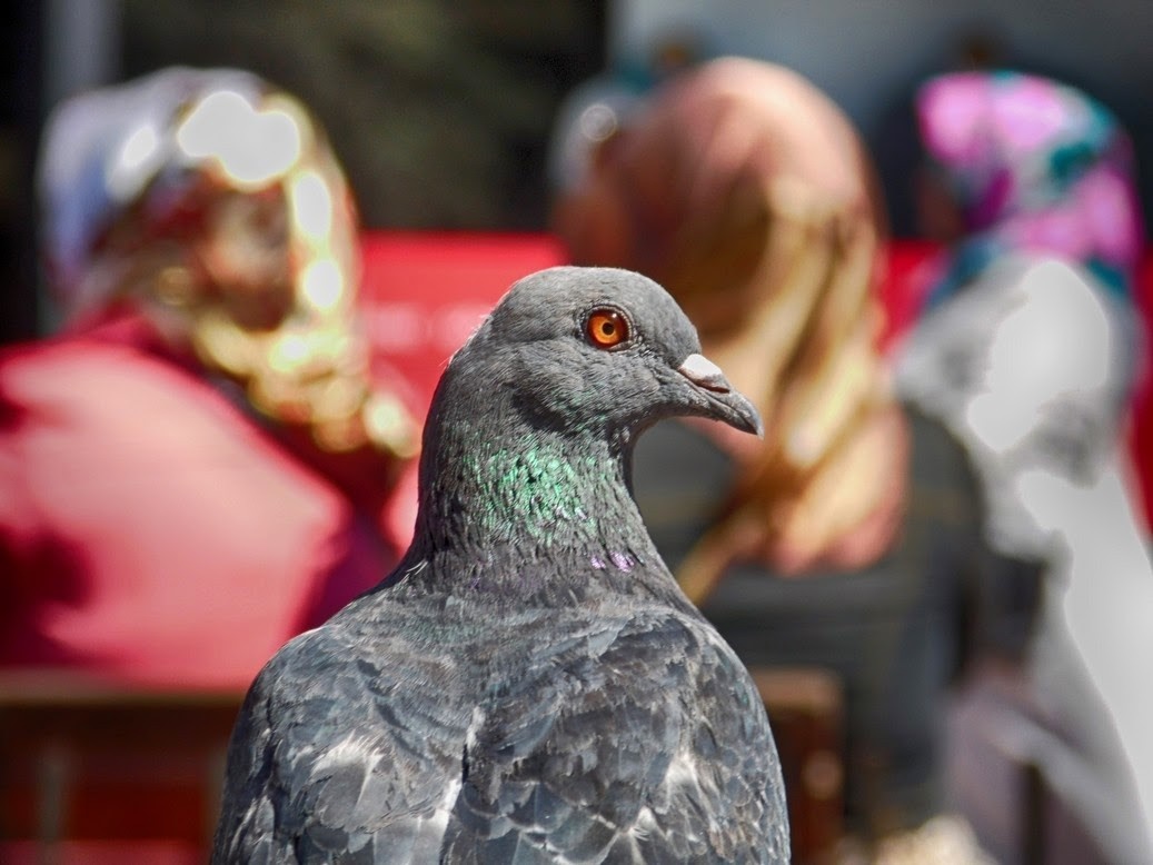 Close up of a pigeon with blurred people in the background HD Wallpaper
