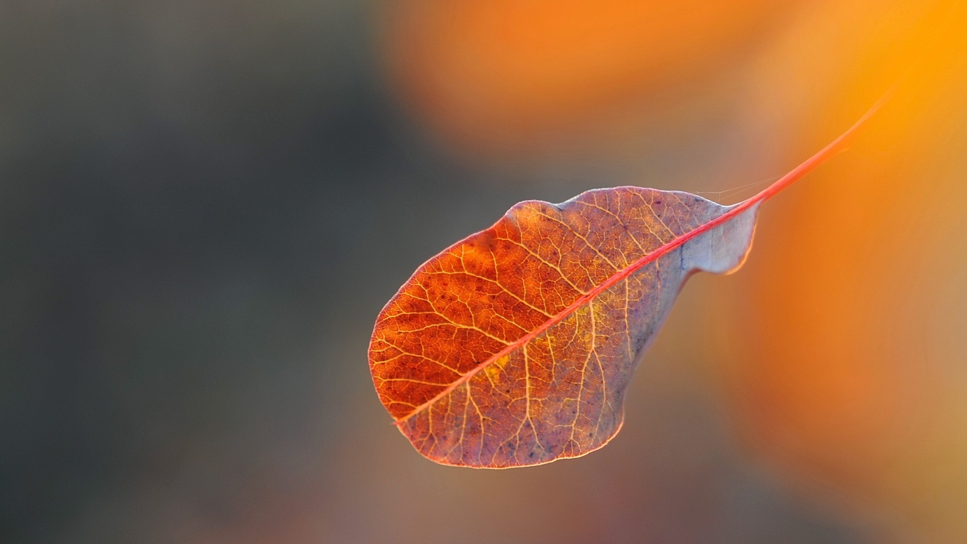 Close-up of a single autumn leaf with intricate veins HD Wallpaper