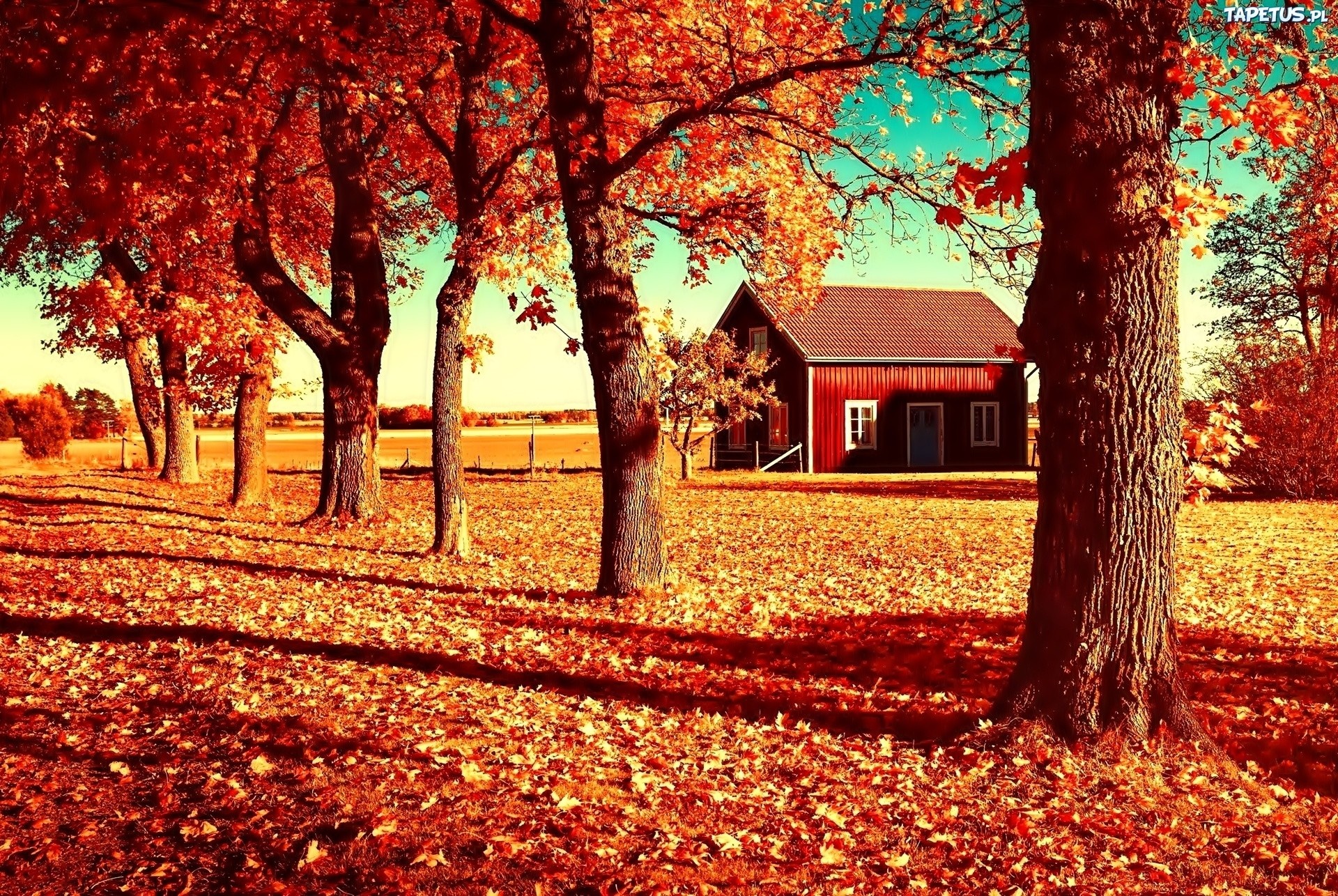 Red house in autumn landscape with fallen leaves HD Wallpaper