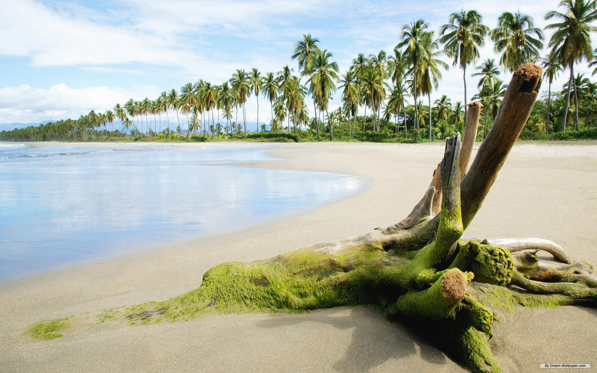 Tropical beach with palm trees and driftwood HD Wallpaper