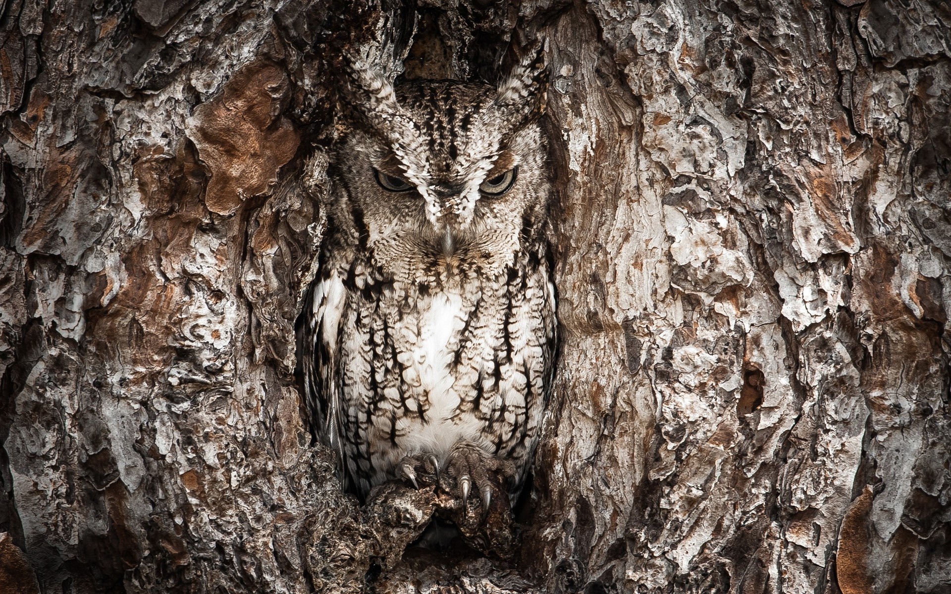 Owl camouflaged in a tree trunk HD Wallpaper