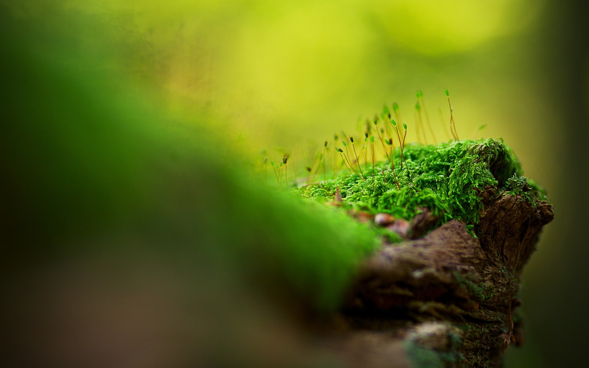 Moss and sporophytes on a branch in a forest HD Wallpaper