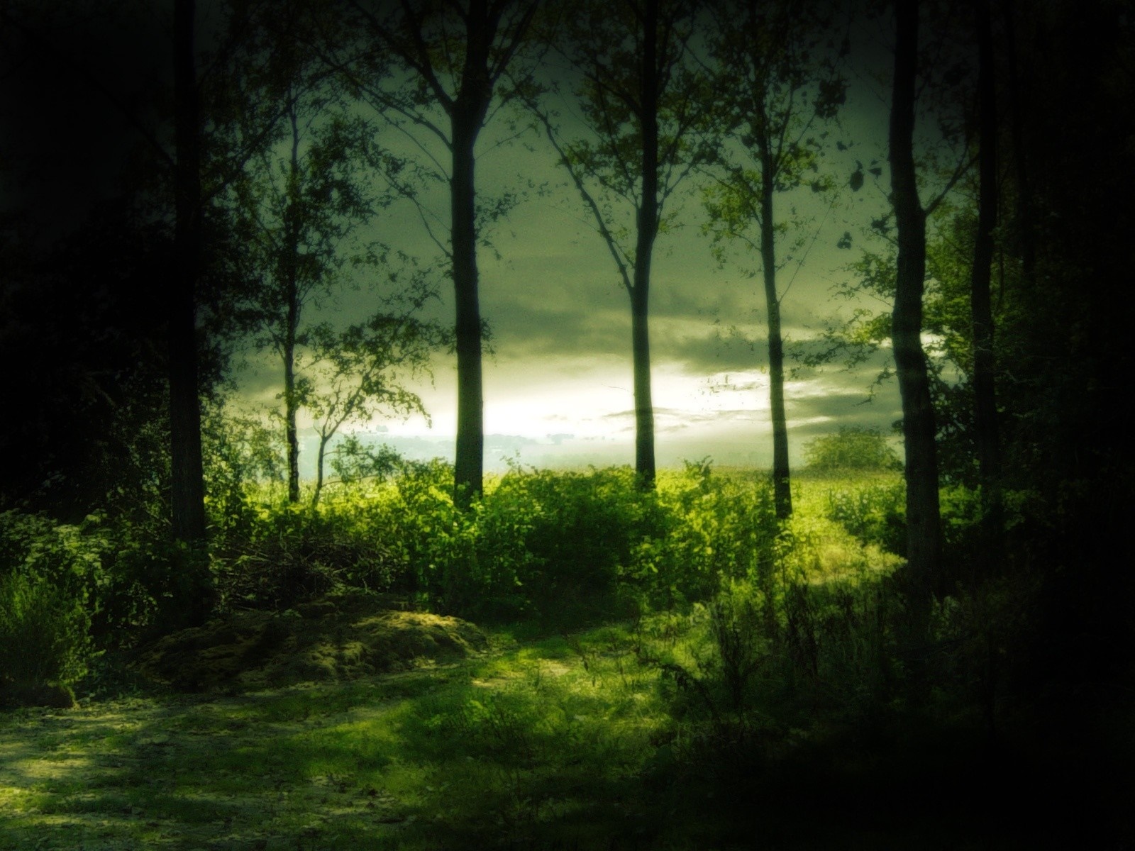 Sunlight filtering through trees in a forest HD Wallpaper