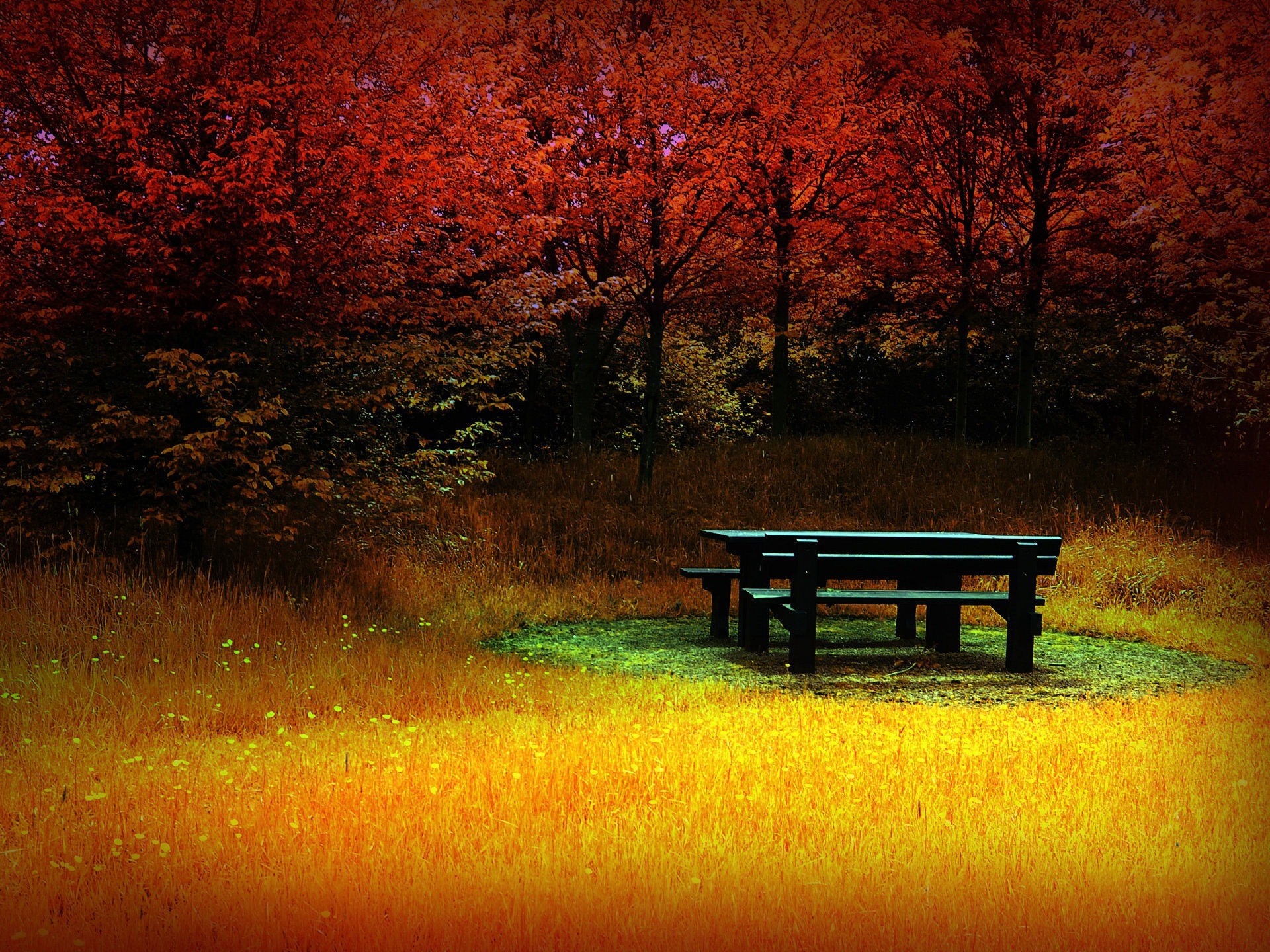 Autumn forest clearing with picnic table HD Wallpaper