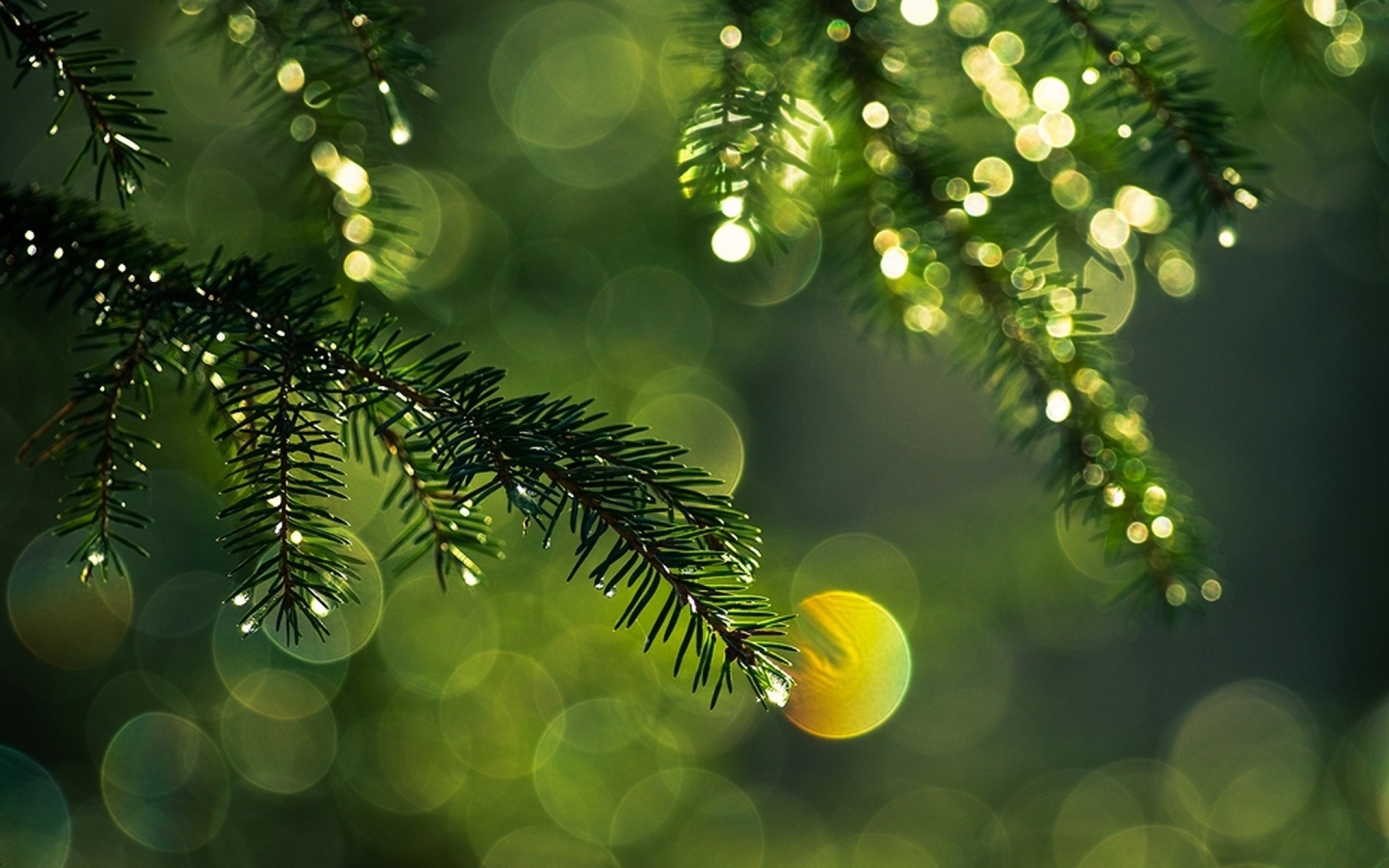 Close up of pine tree branch with dew drops and bokeh HD Wallpaper