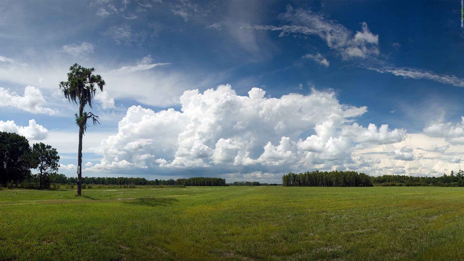 Lone tree in a grassy field under a cloudy sky HD Wallpaper