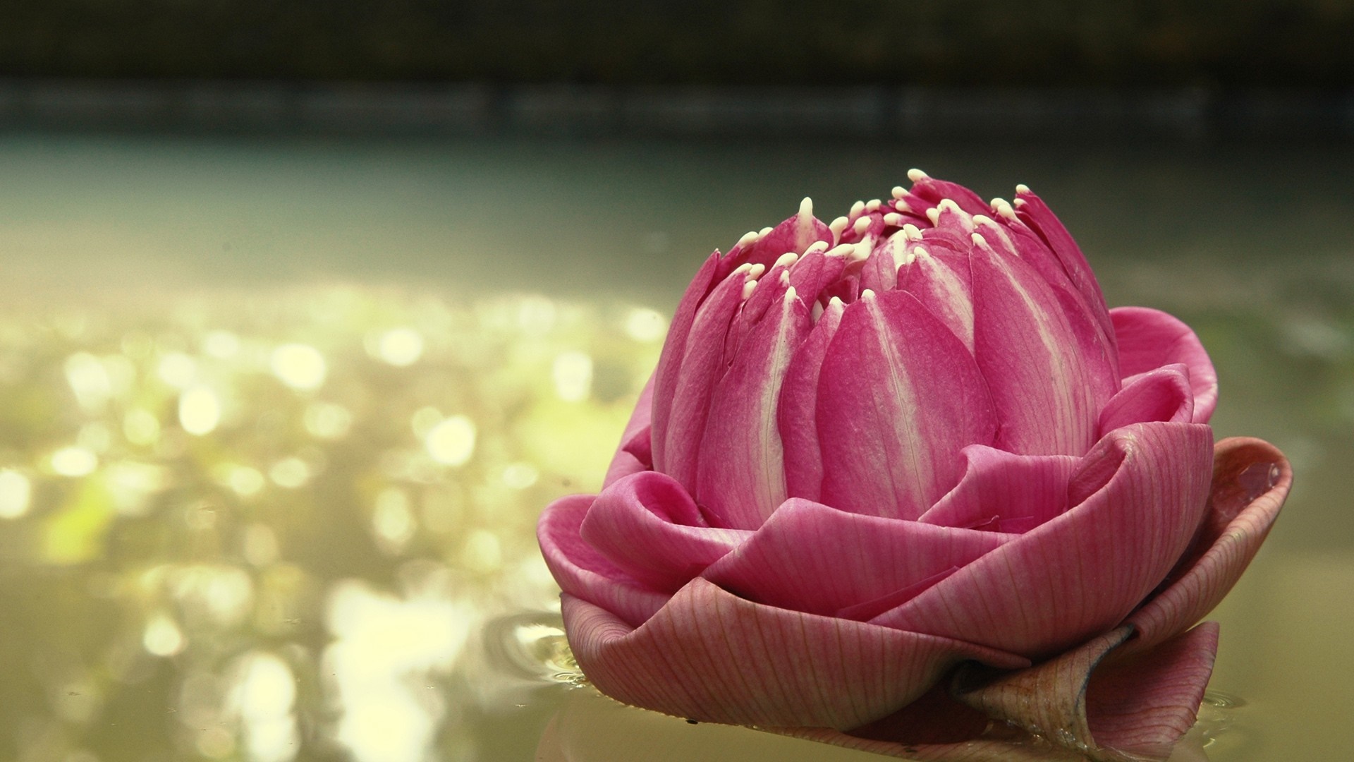Pink lotus bud floating on water HD Wallpaper