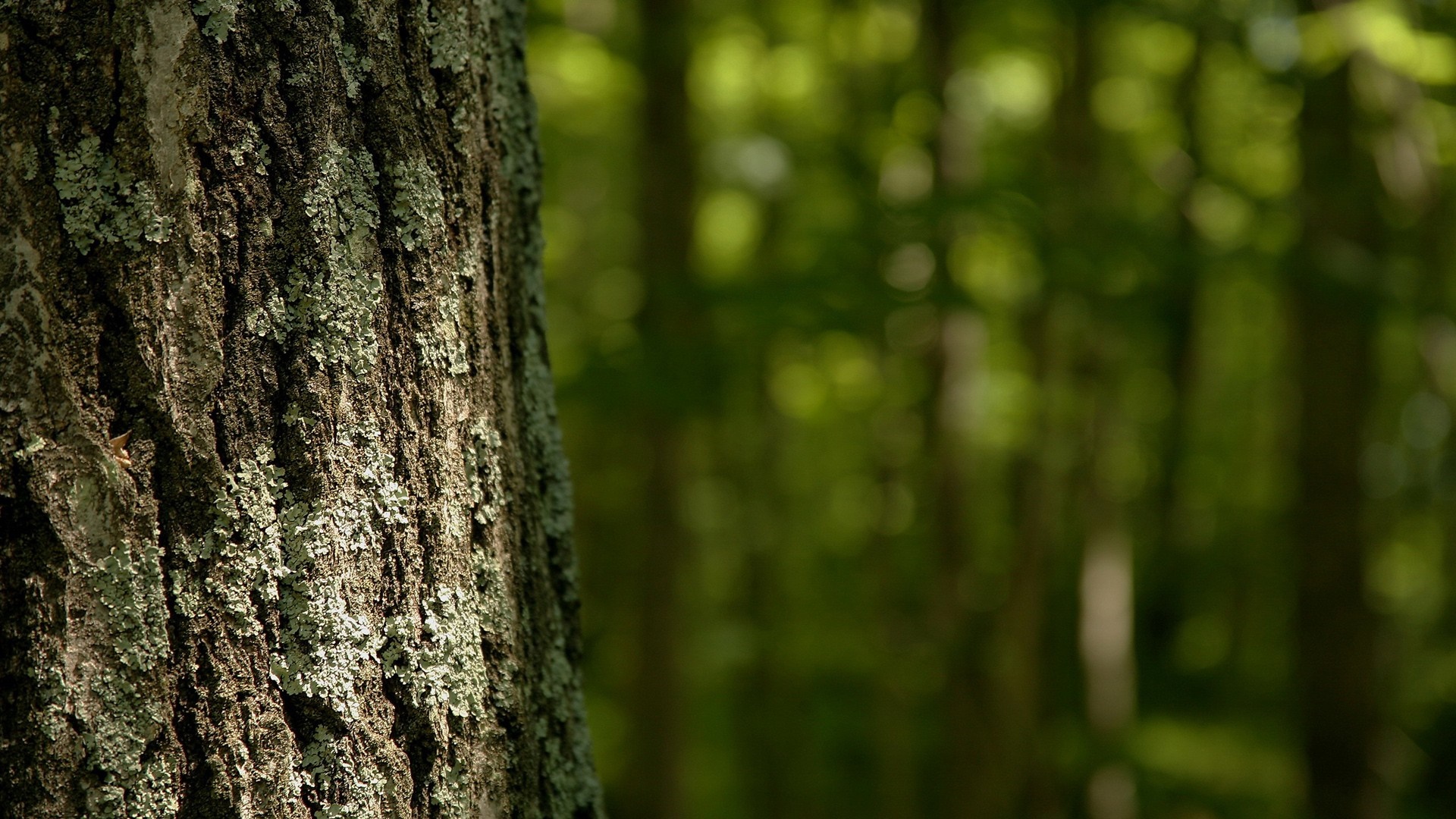 Tree trunk with lichen in a forest HD Wallpaper