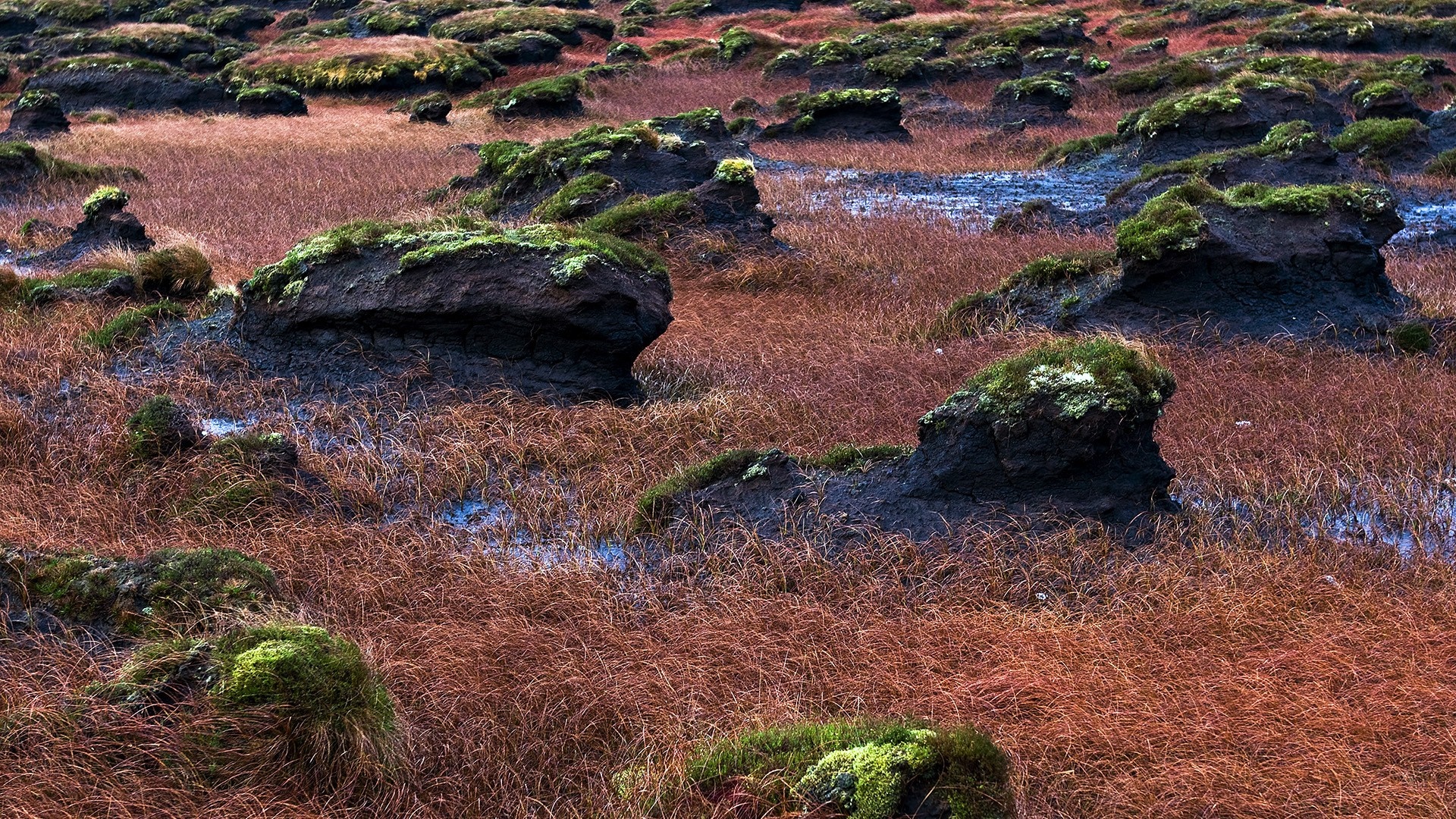 Mossy rocks in a marshy landscape with dry grass HD Wallpaper