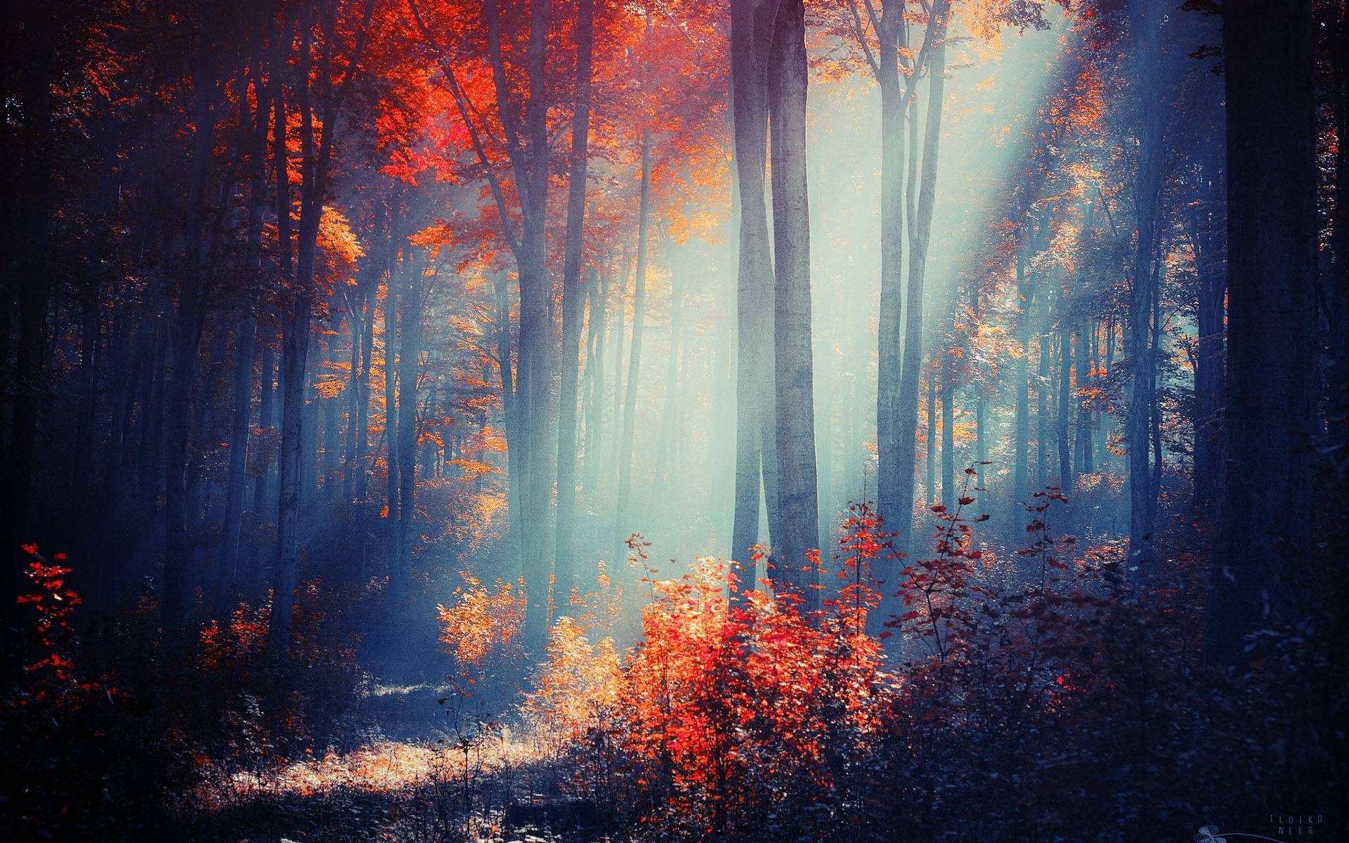 Sunlight filtering through autumn trees in a forest HD Wallpaper