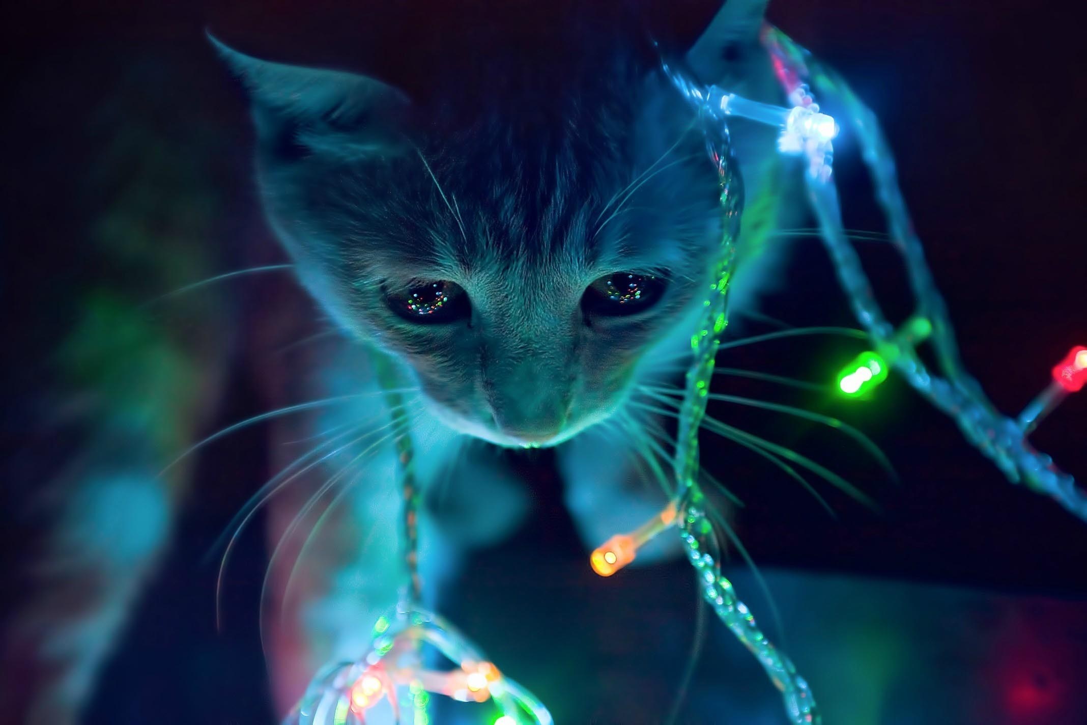 Kitten looking at Christmas lights HD Wallpaper