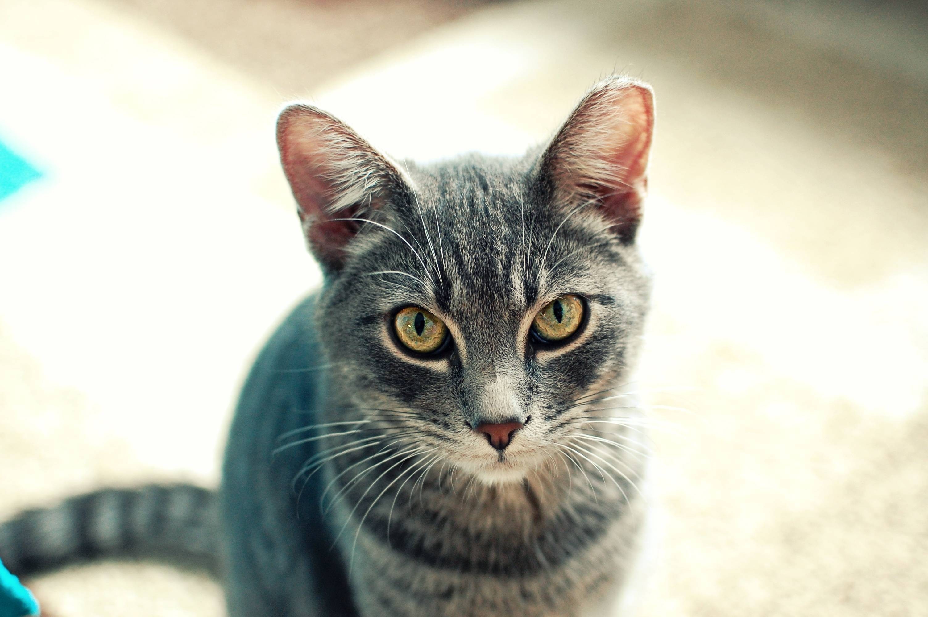 Close up of a grey tabby cat with yellow eyes HD Wallpaper