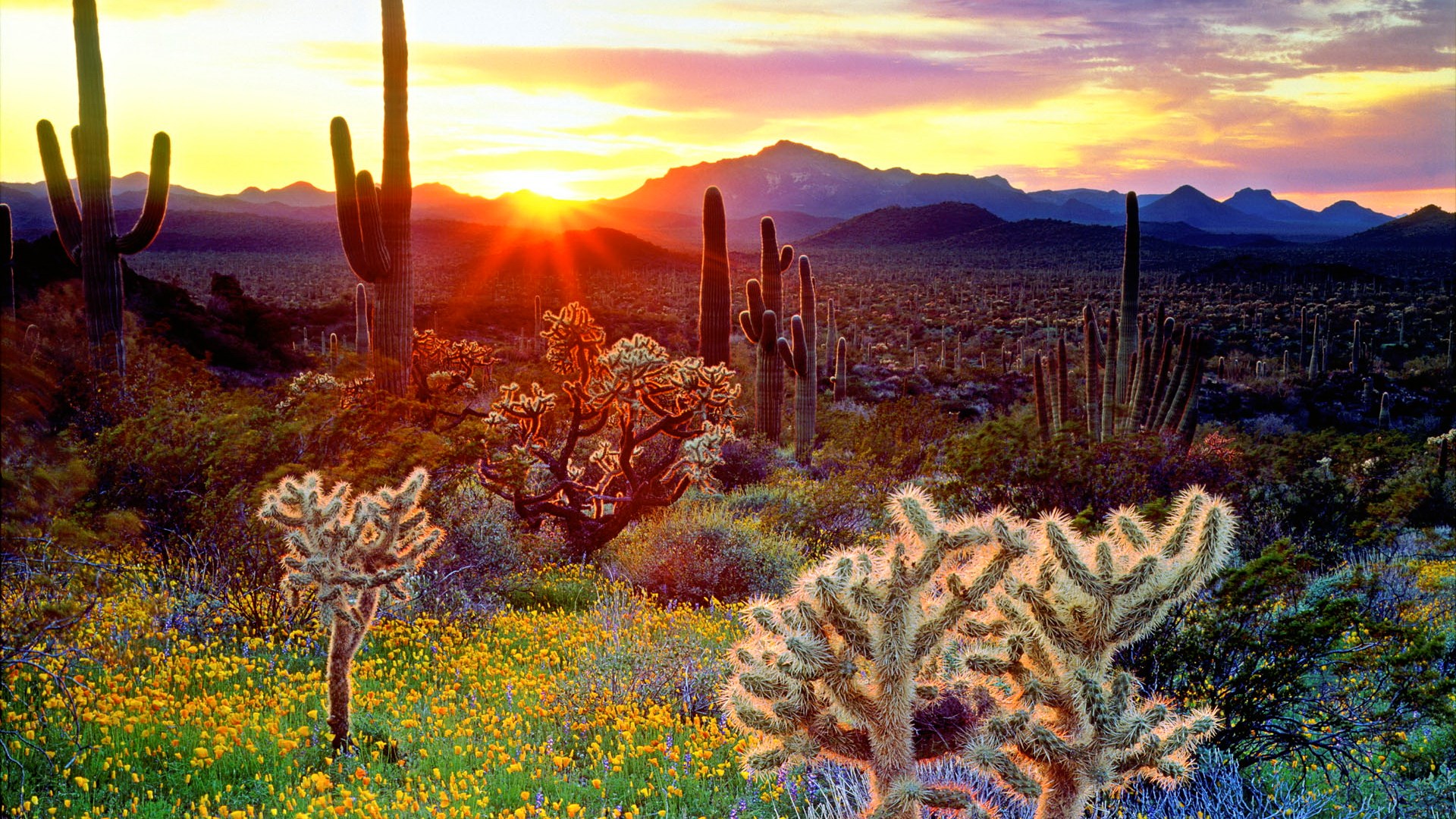 Desert landscape at sunset with saguaro cacti and wildflowers HD Wallpaper