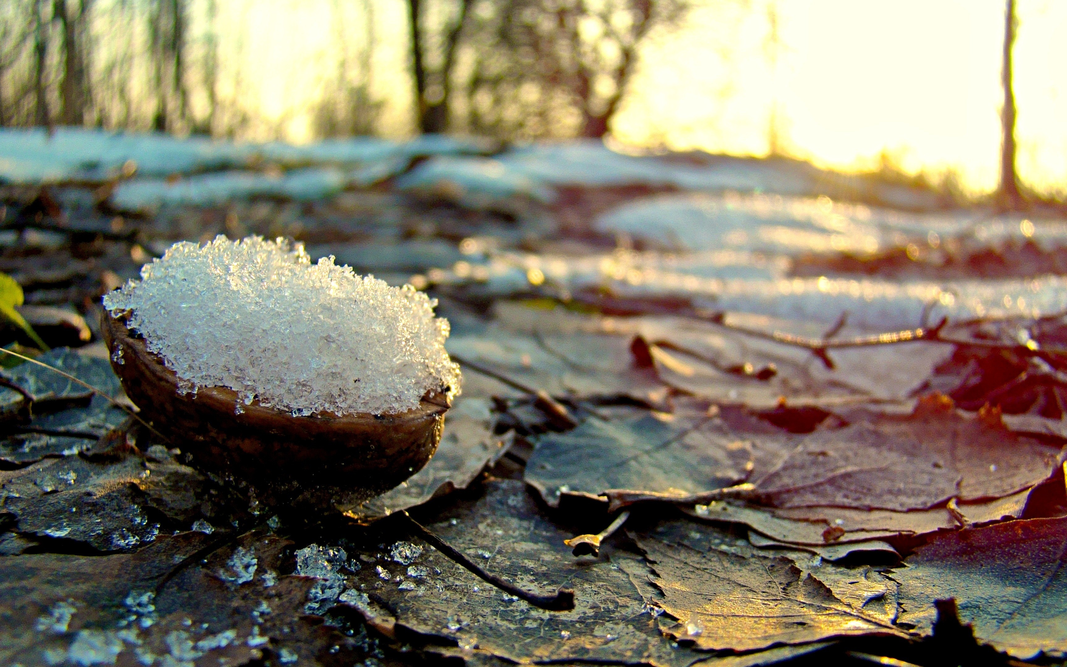 Snow-filled walnut shell on autumn leaves in sunlight HD Wallpaper