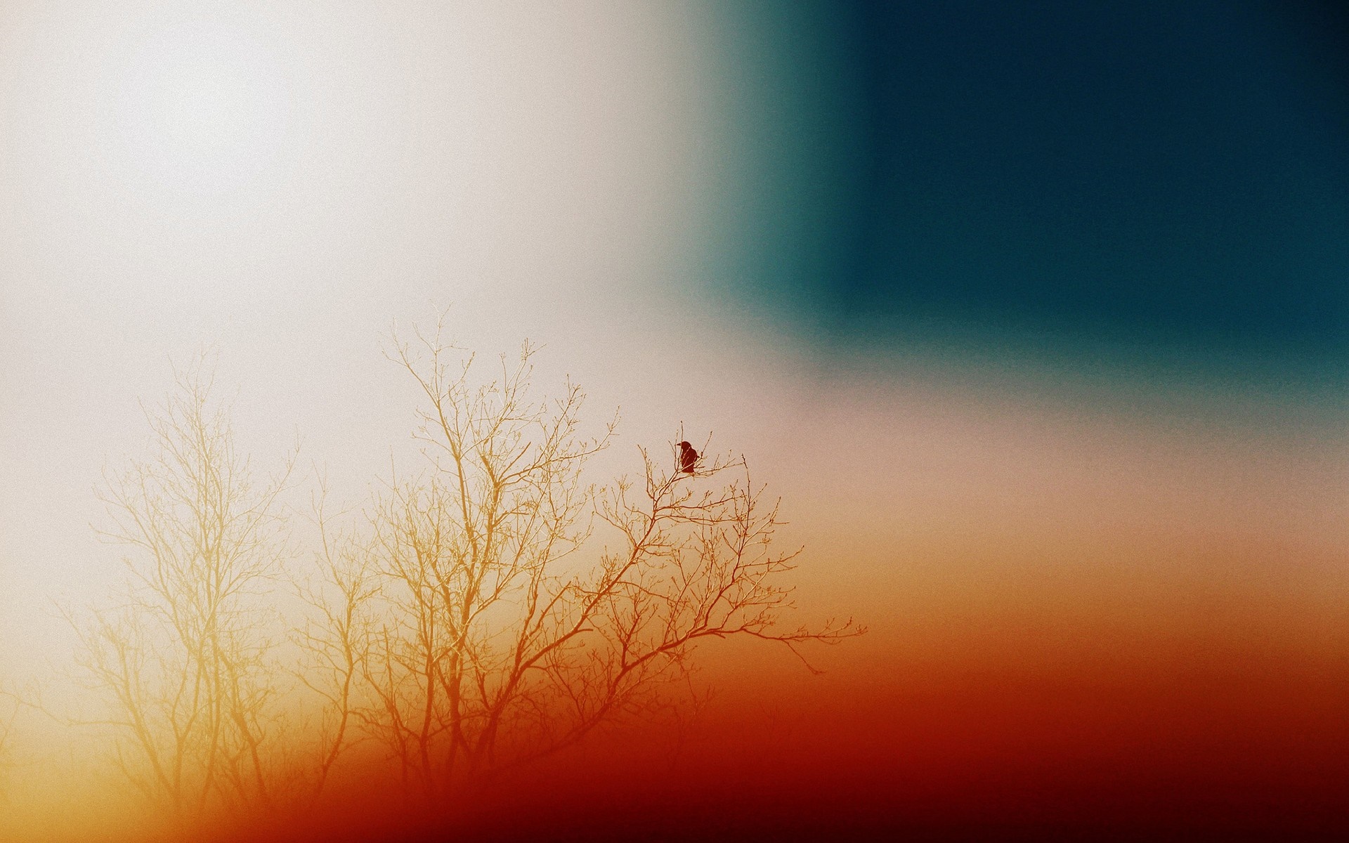 Bird on a tree branch at sunset HD Wallpaper