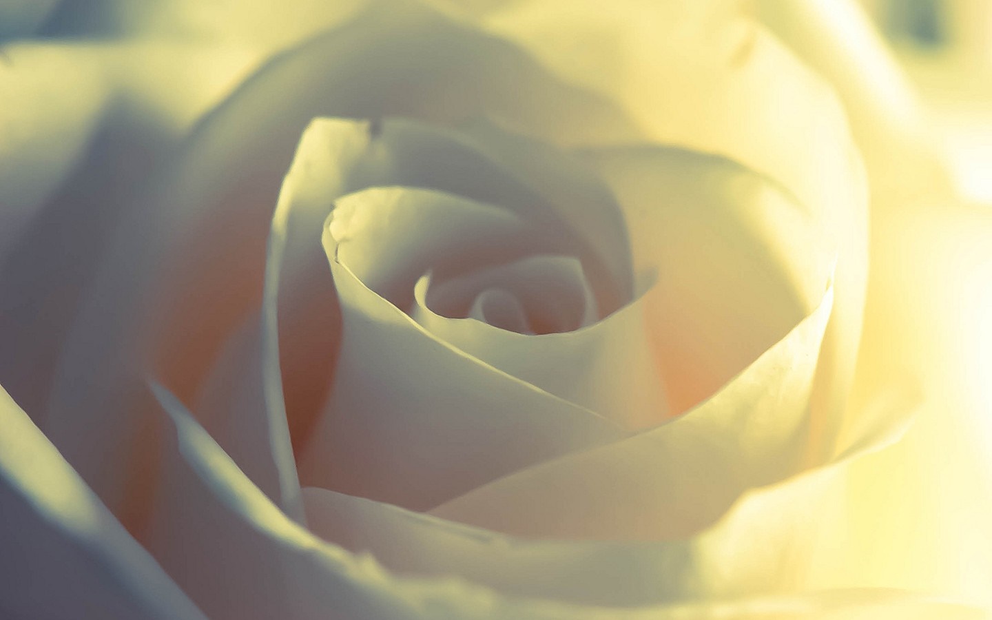 Close up of a white rose with yellow lighting HD Wallpaper
