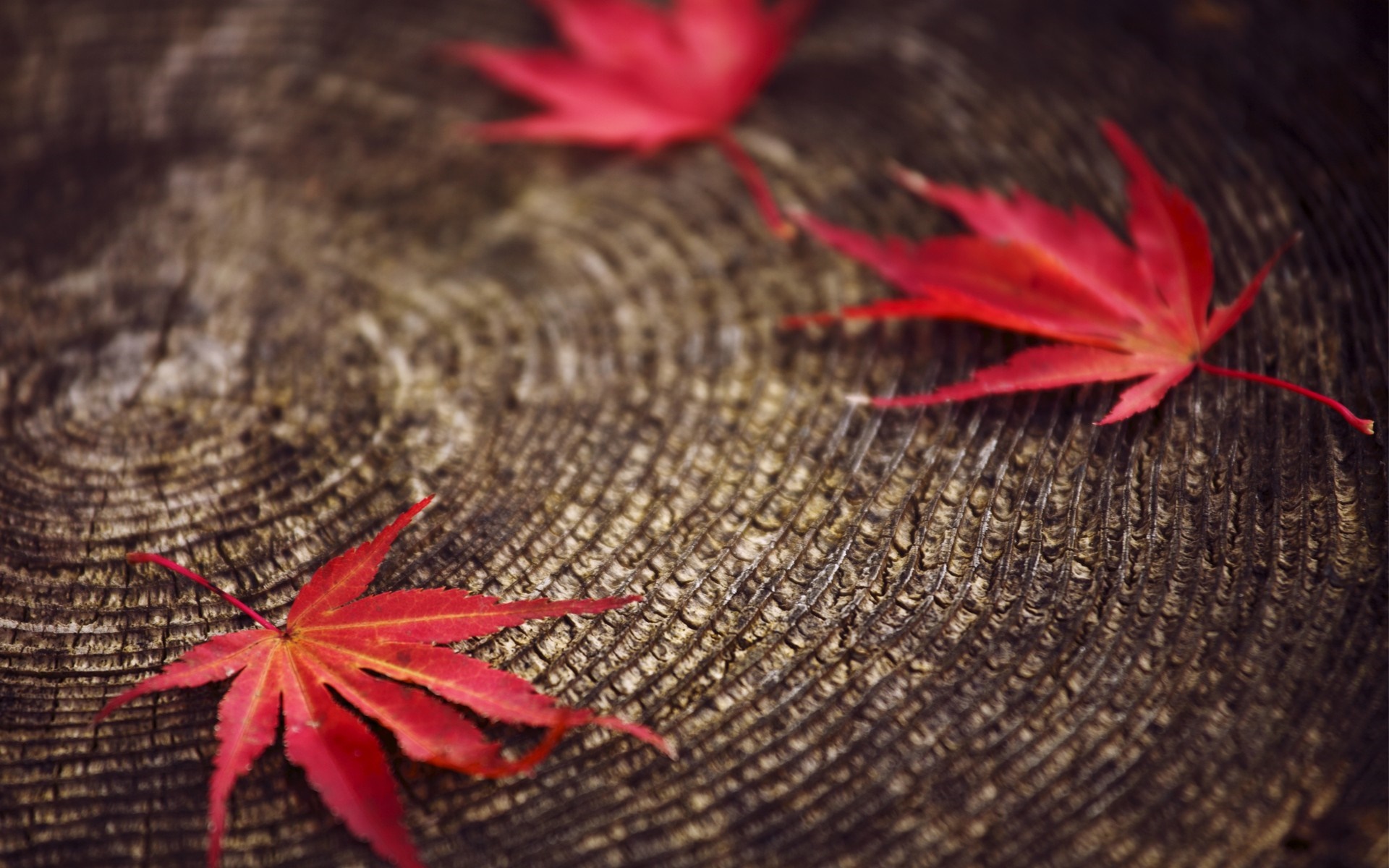 Red maple leaves on a wooden surface HD Wallpaper