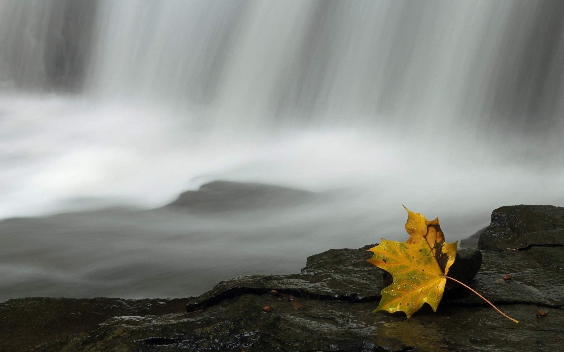 Yellow leaf on wet rocks near a waterfall HD Wallpaper