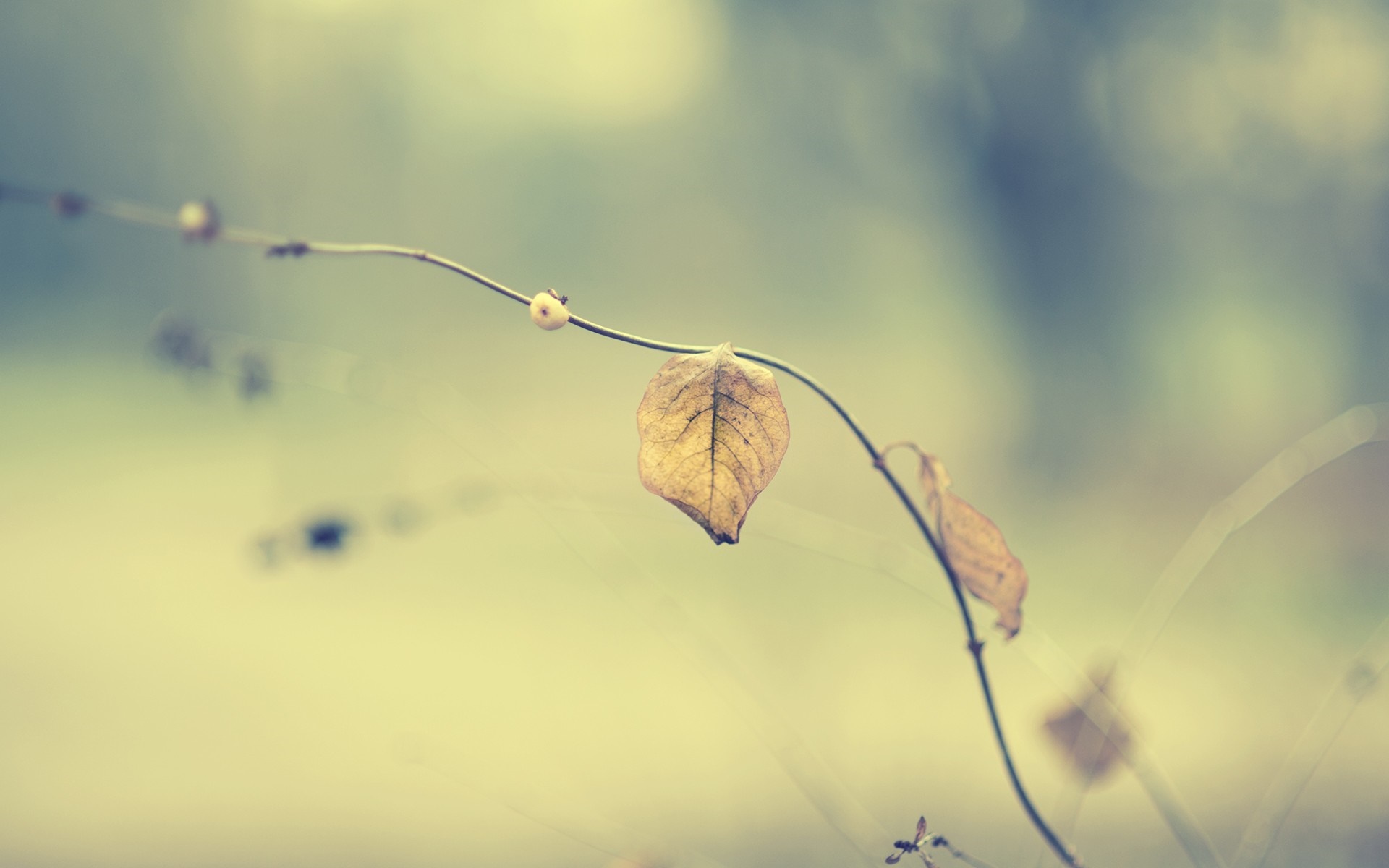 Close up of a dry leaf on a thin branch HD Wallpaper