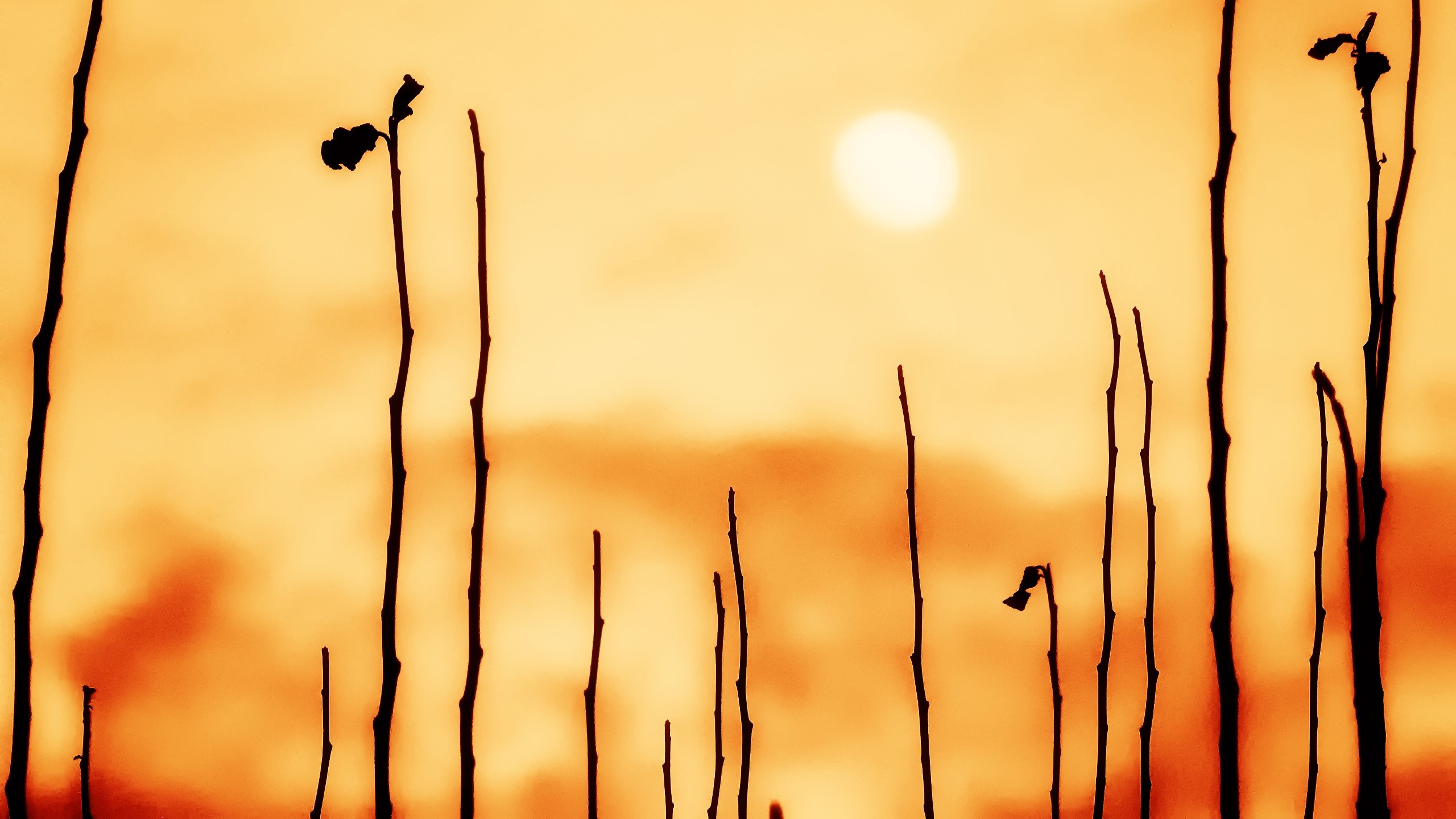 Silhouettes of branches against a hazy sunset sky HD Wallpaper