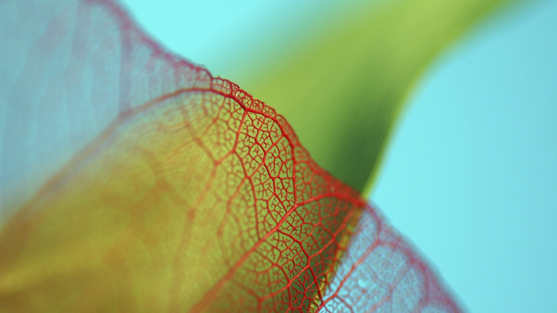 Close-up of a translucent leaf with red veins HD Wallpaper